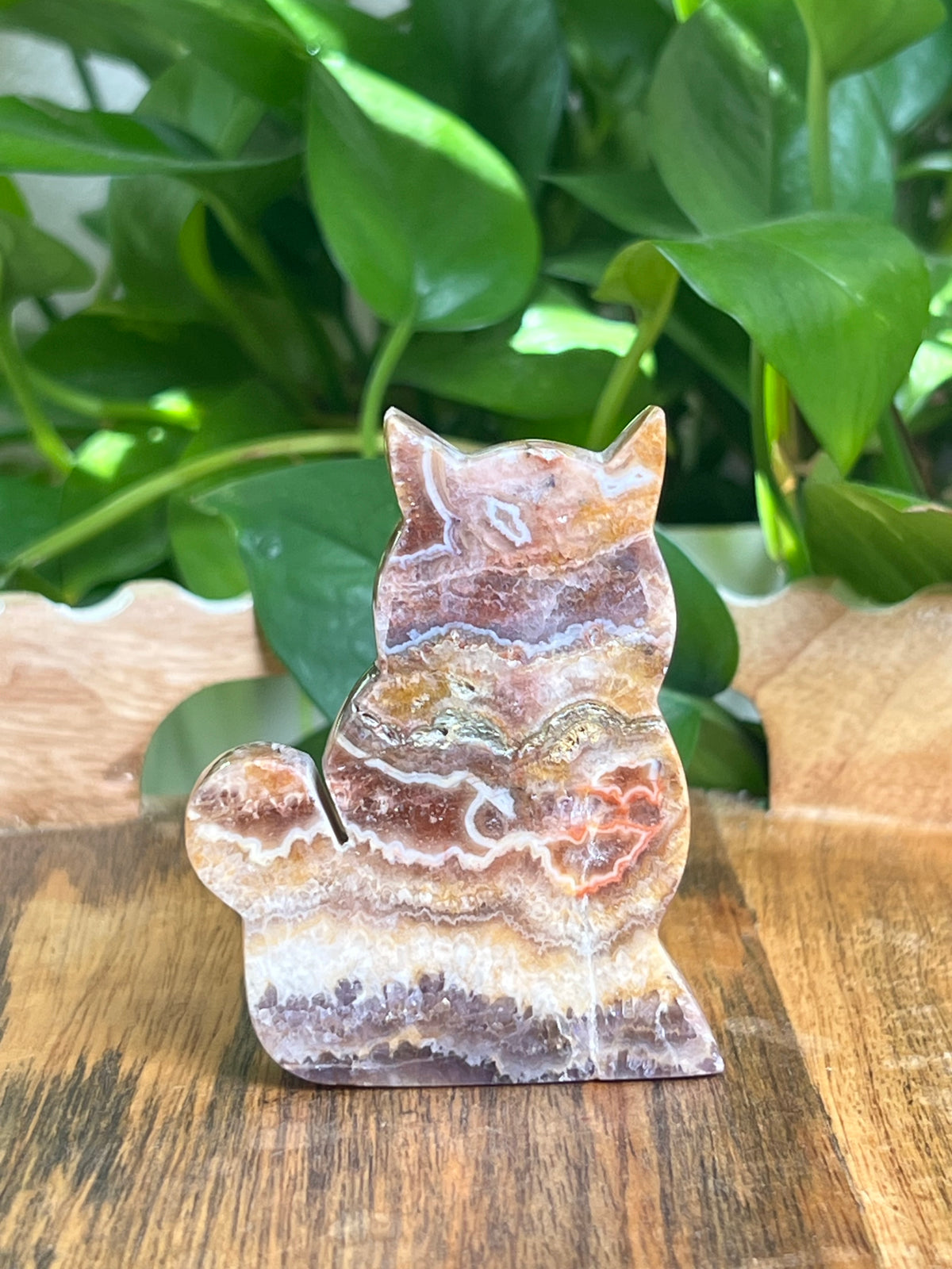 Indonesian Amethyst Cat: CB