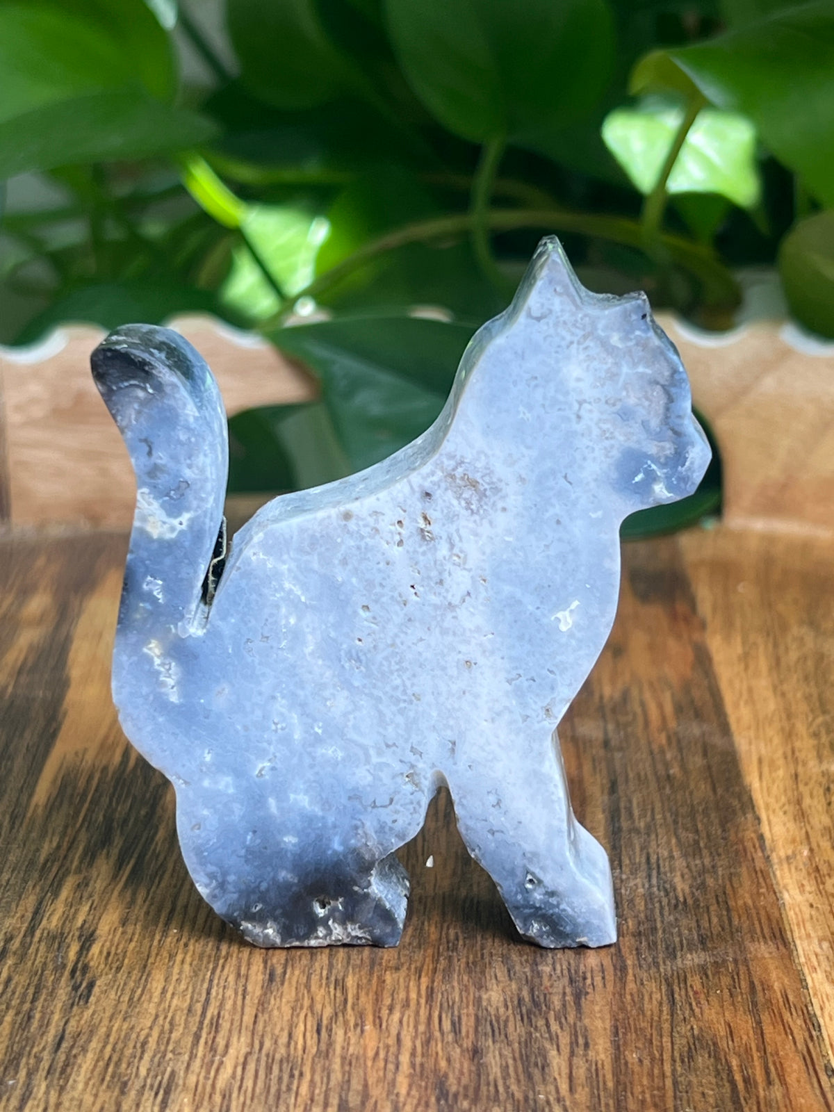 Blue Plume Agate Cat: AC