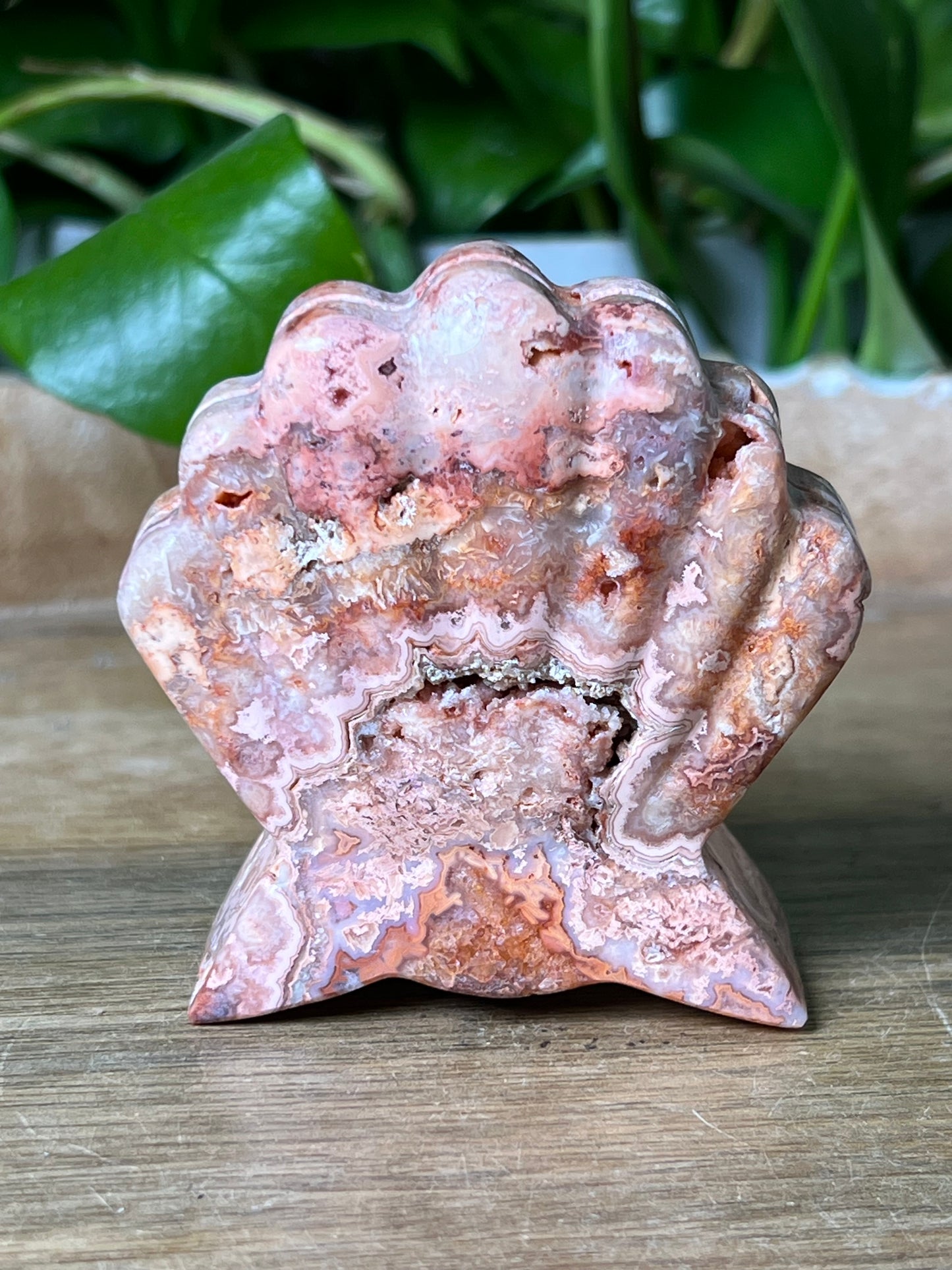 Crazy Lace Agate Shell