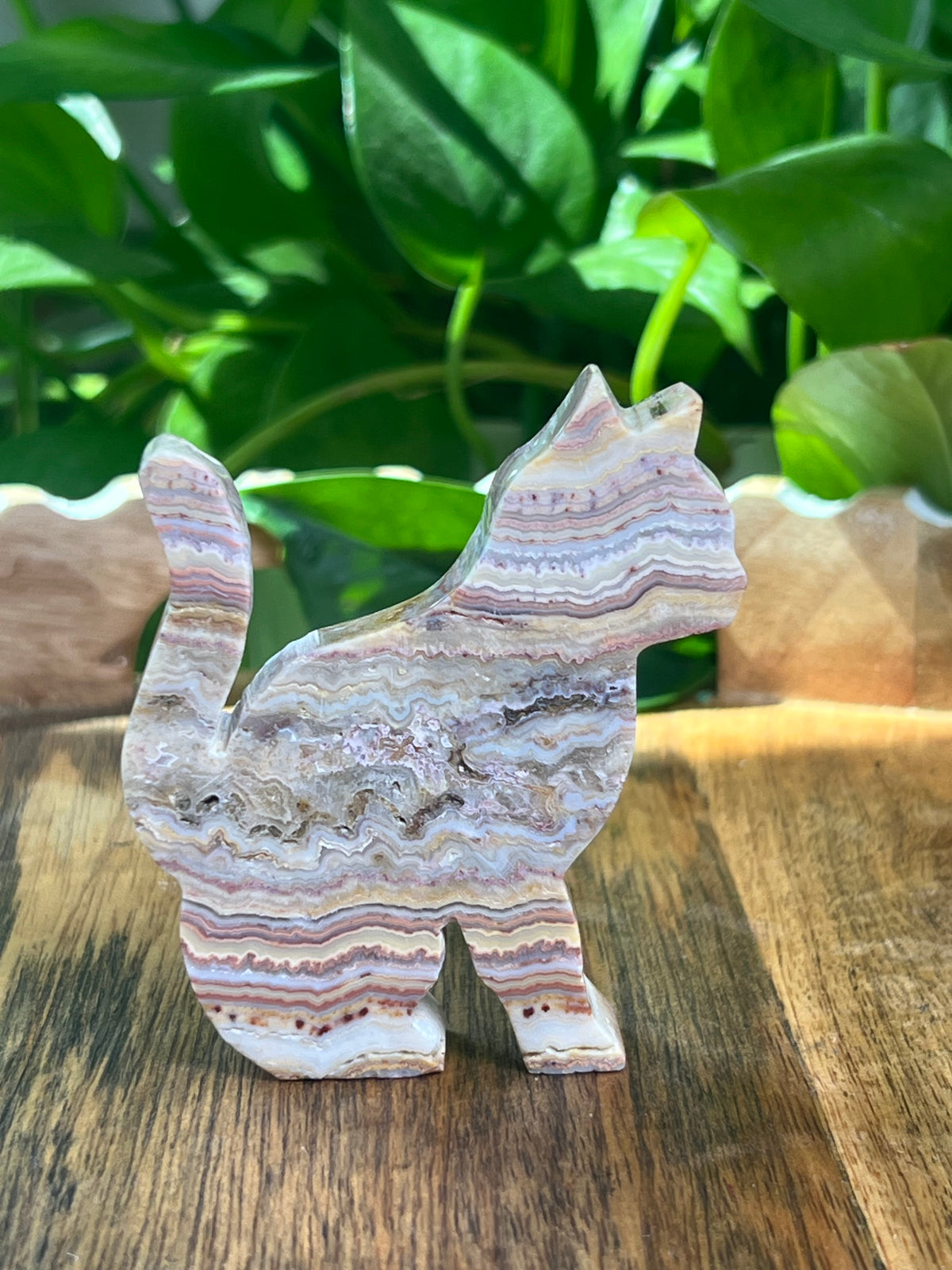 Crazy Lace Agate Cat: M
