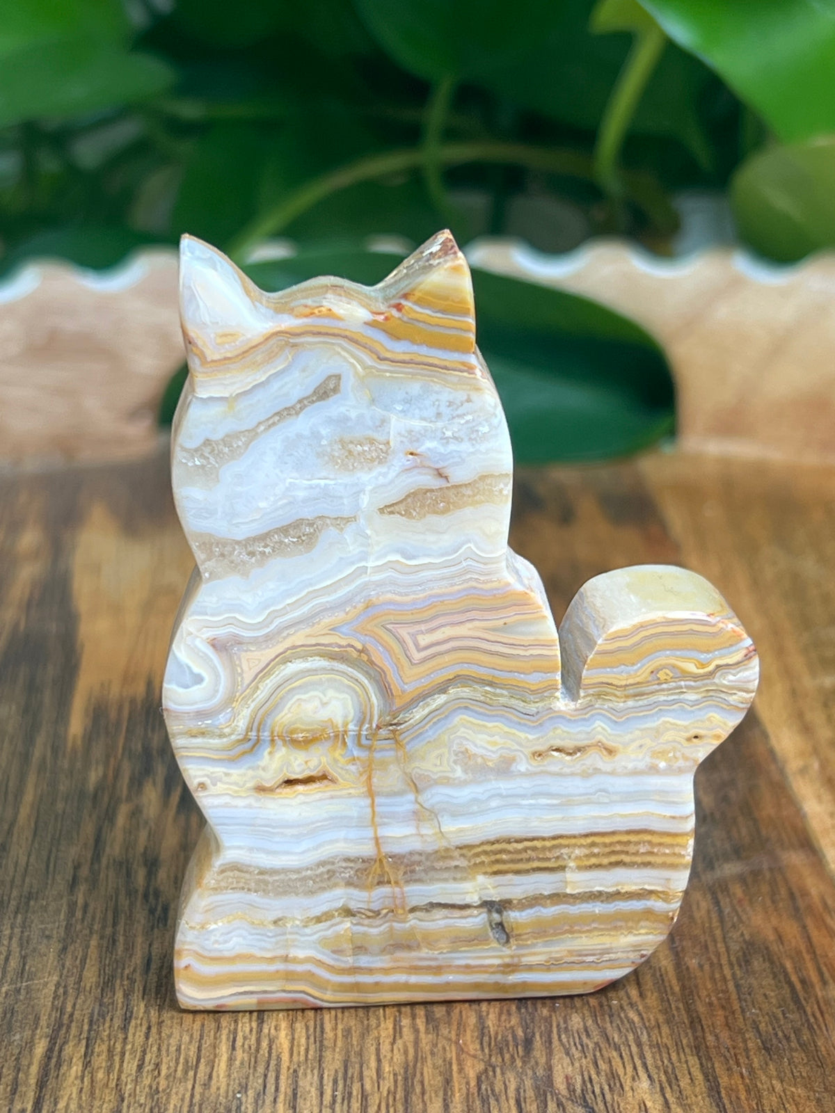 Crazy Lace Agate Cat: NG