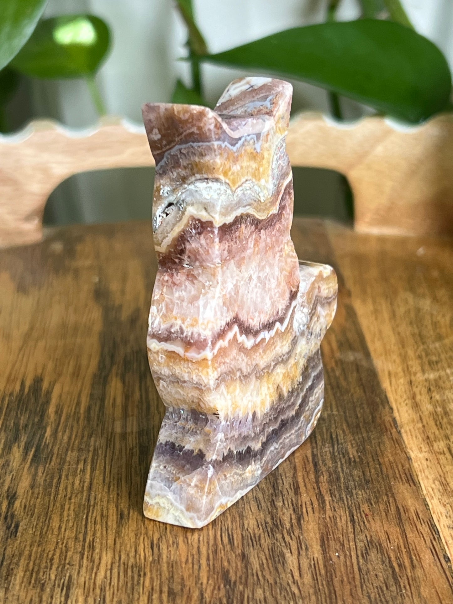 Indonesian Amethyst Cat CN