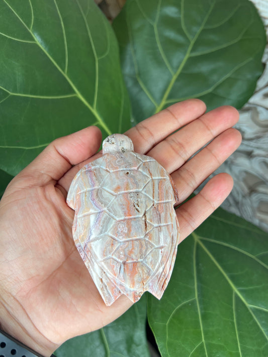 Crazy Lace Agate Turtle