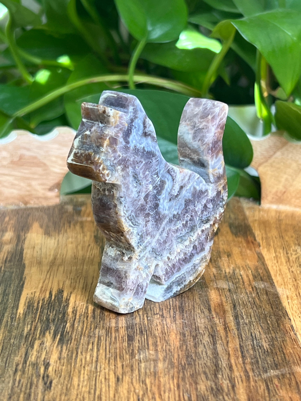 Indonesian Amethyst Cat: MH