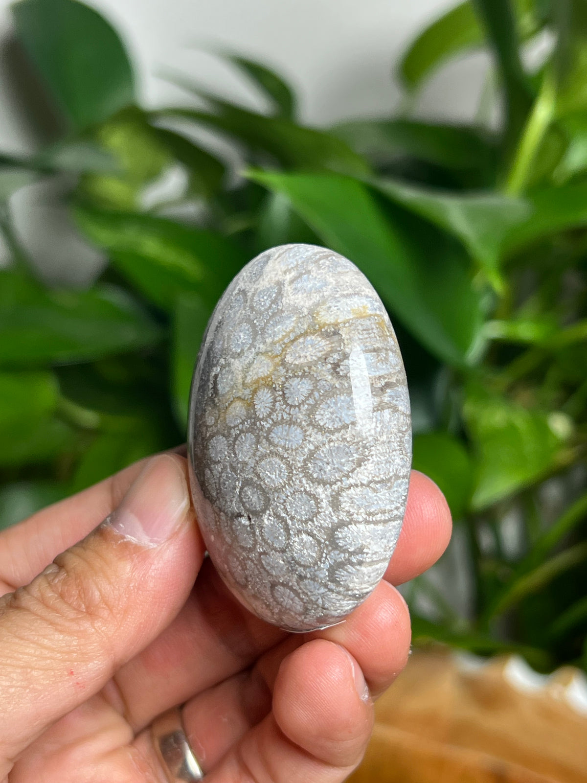Fossil Coral Palmstone: AE