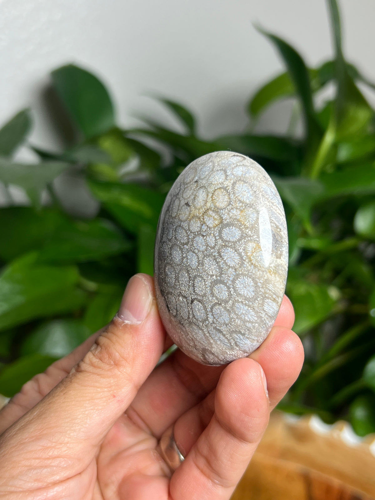 Fossil Coral Palmstone: AG