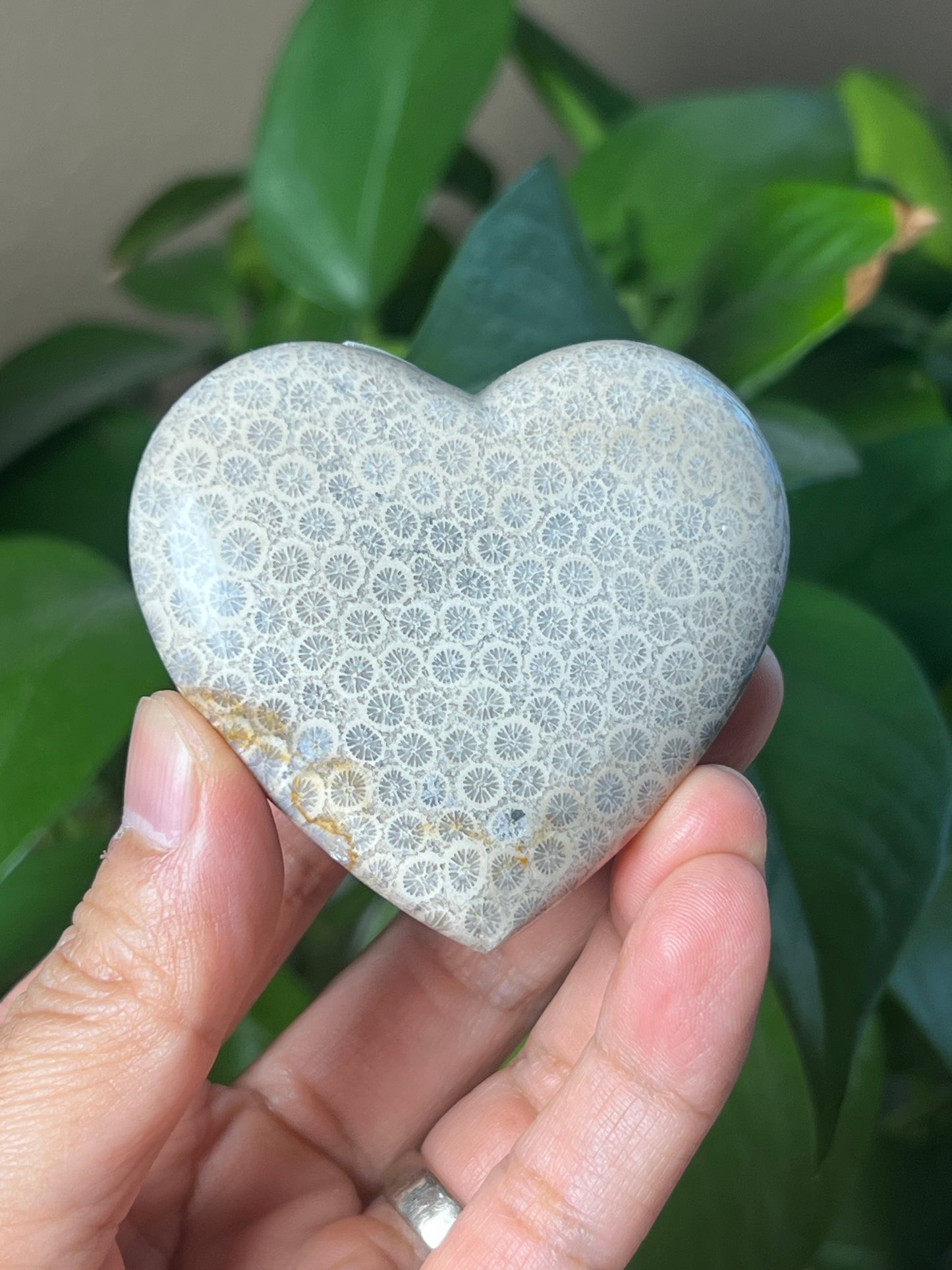 Fossil Coral Heart