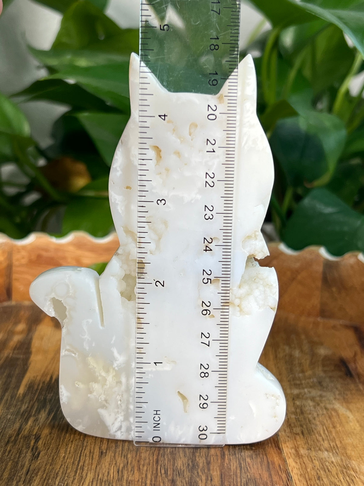 White Plume Agate Cats