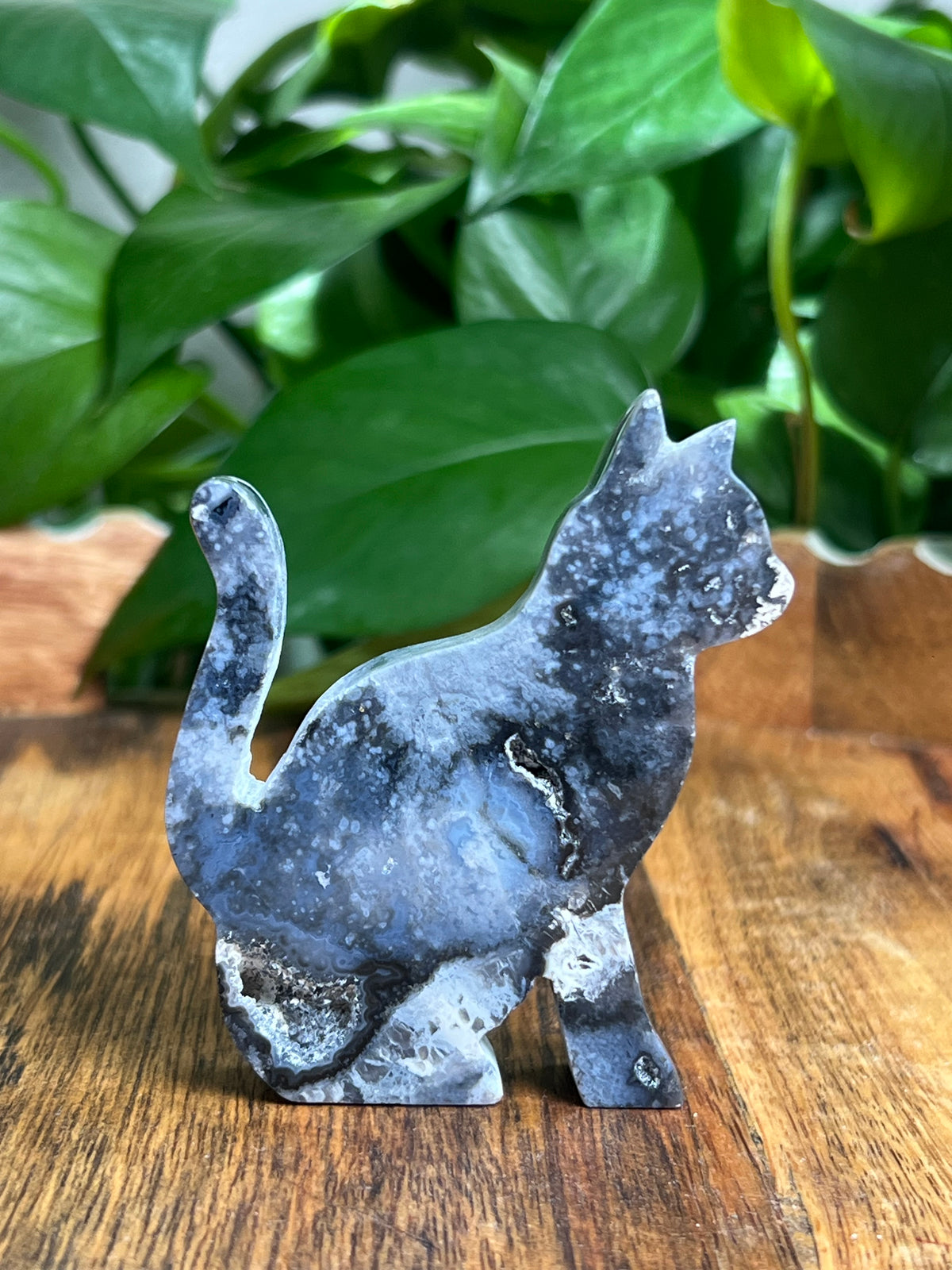 Blue Plume Agate Cat: LF