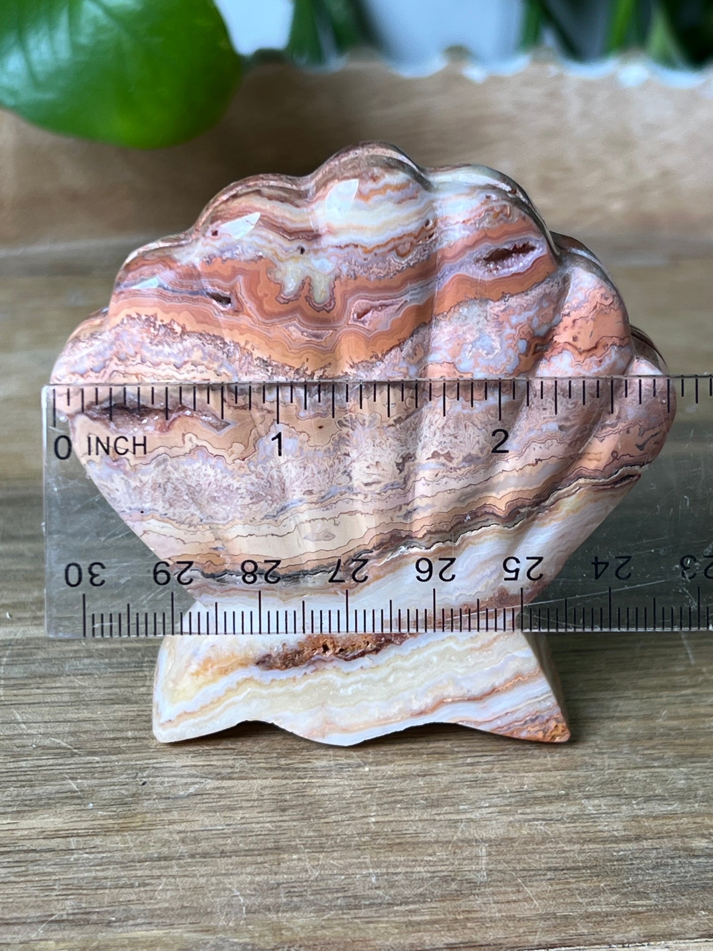 Crazy Lace Agate Shell