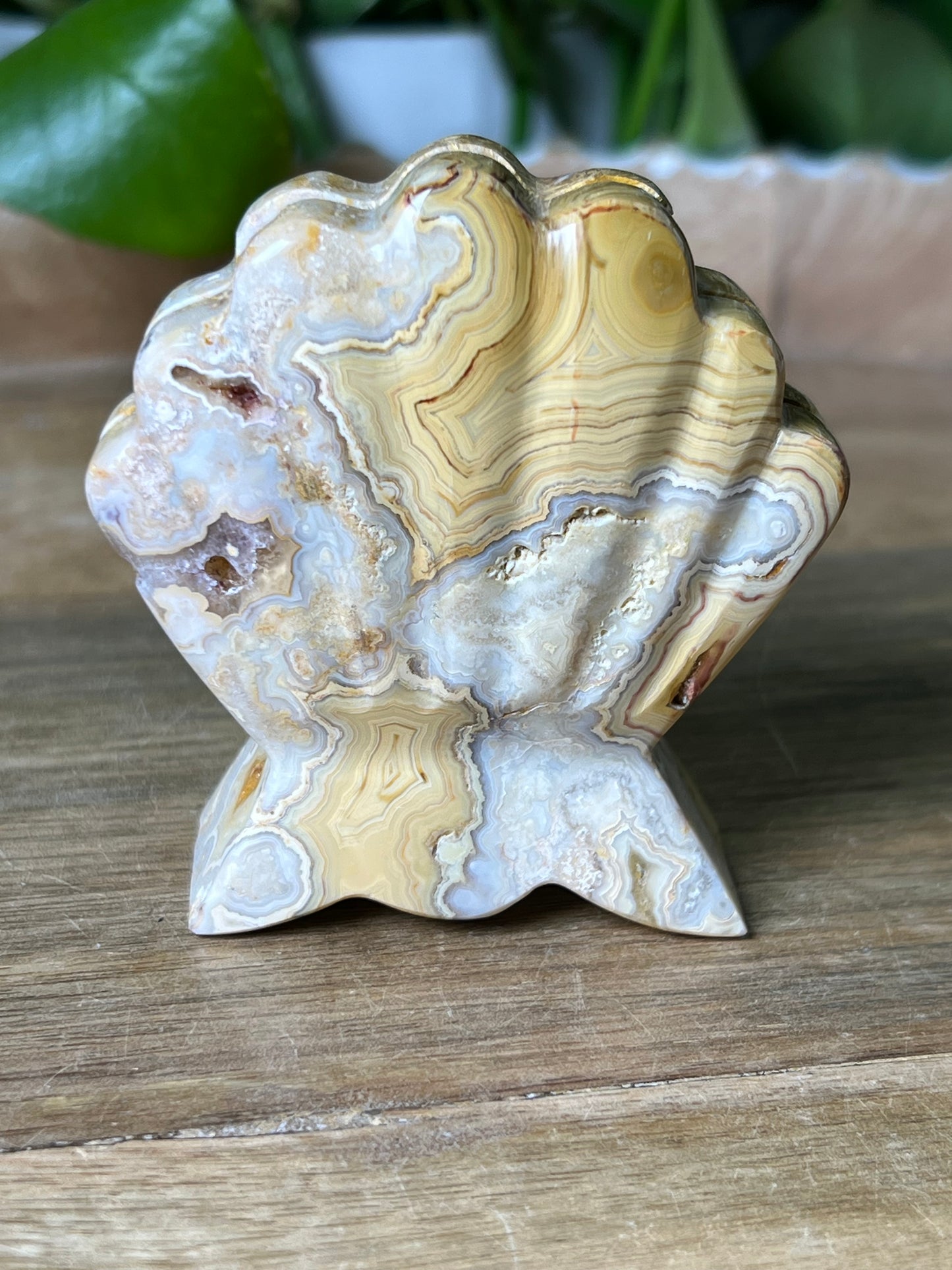 Crazy Lace Agate Shell