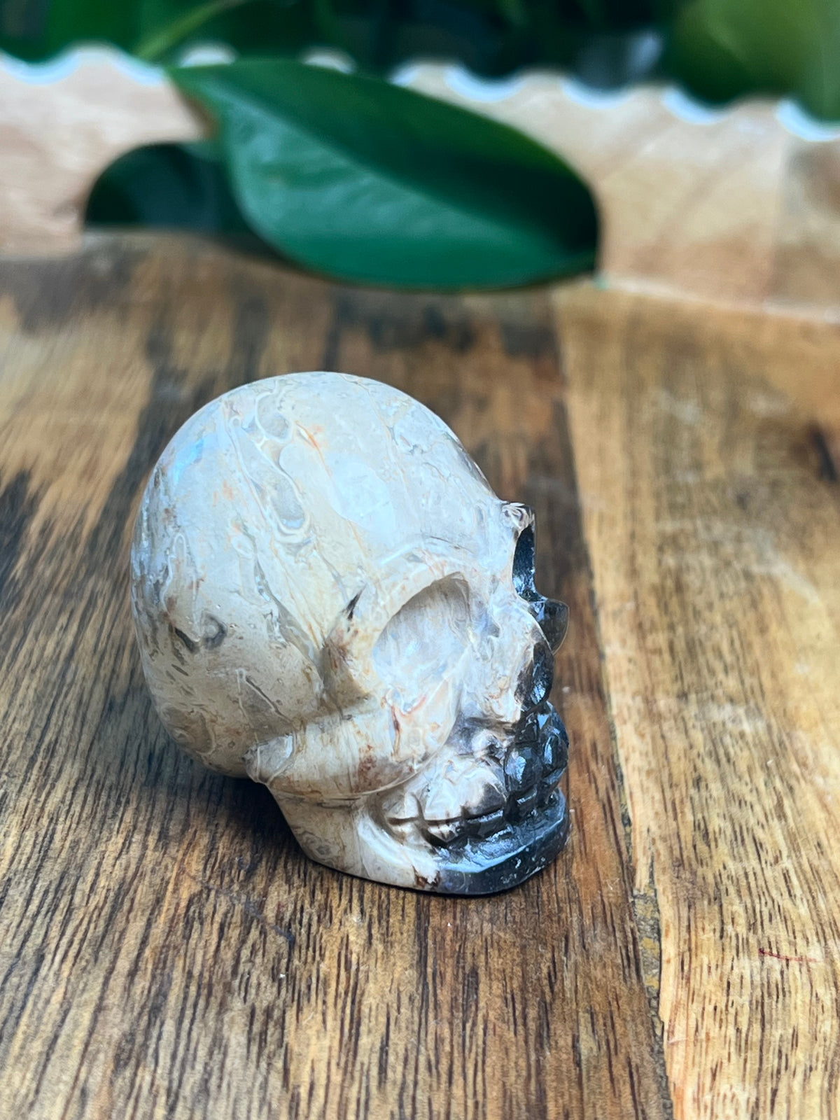 Palm Root Mini Skull: NX