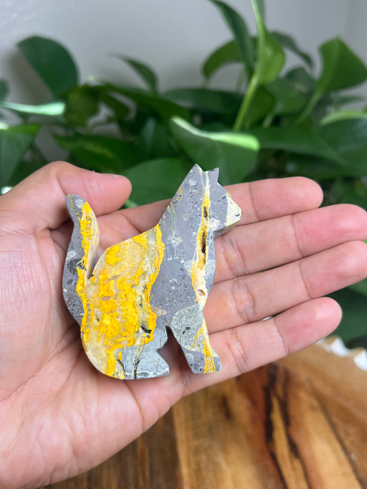 Bumblebee Jasper Cat: B