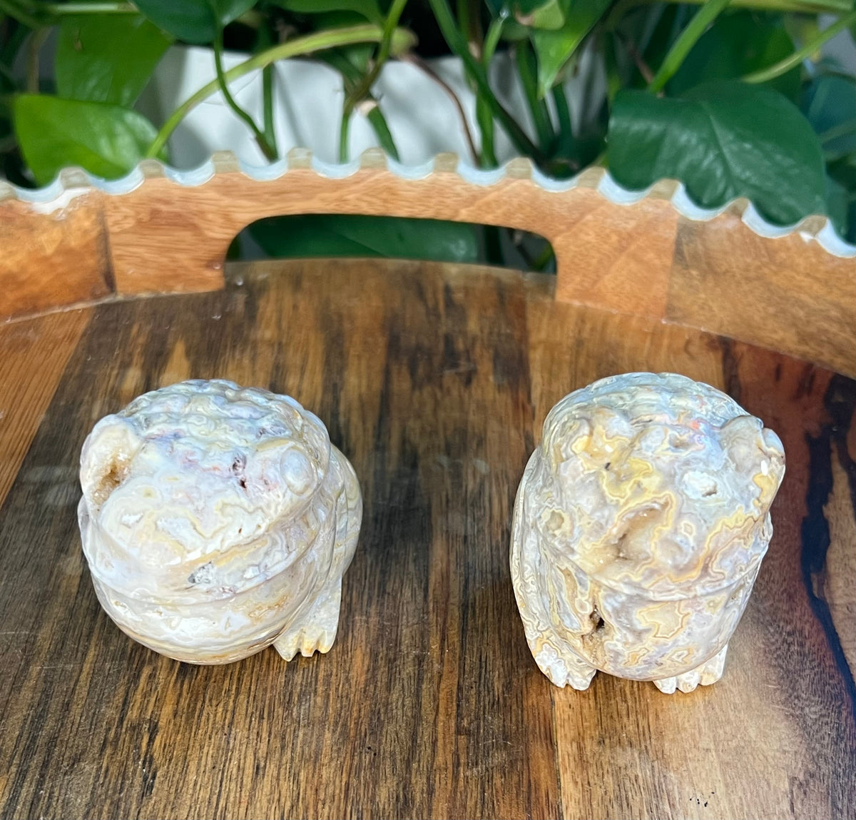 Yellow Crazy Lace Agate Frogs