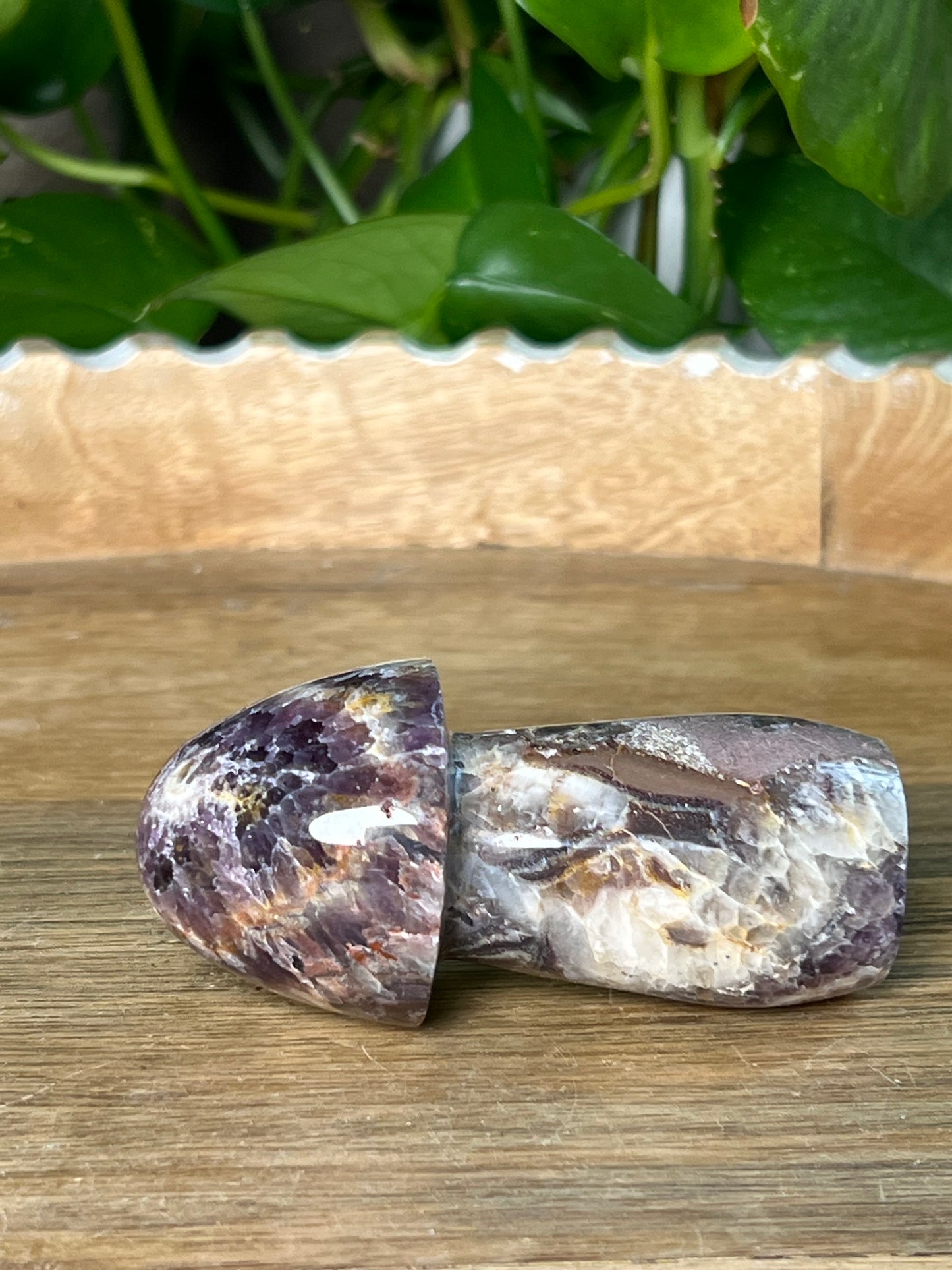 Indonesia Amethyst Mushroom: TE