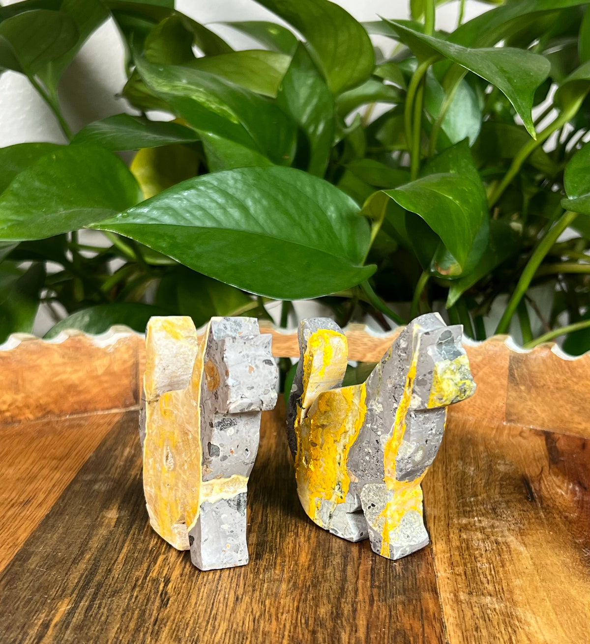 Bumblebee Jasper Cats