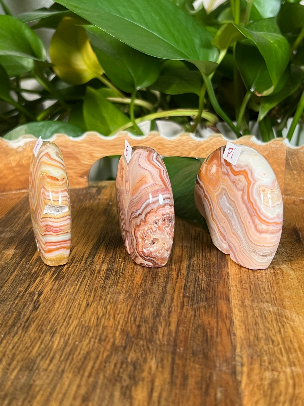 Crazy Lace Agate Bears