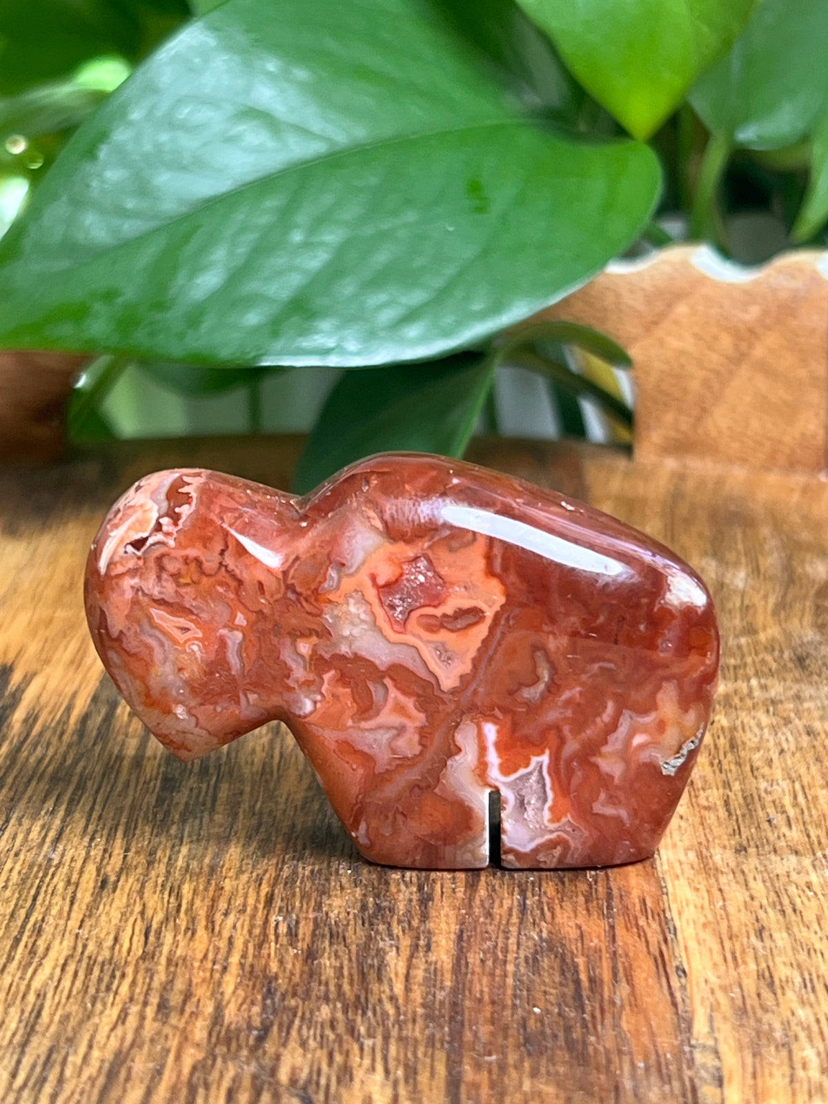 Carnelian Mini Buffalo: FK