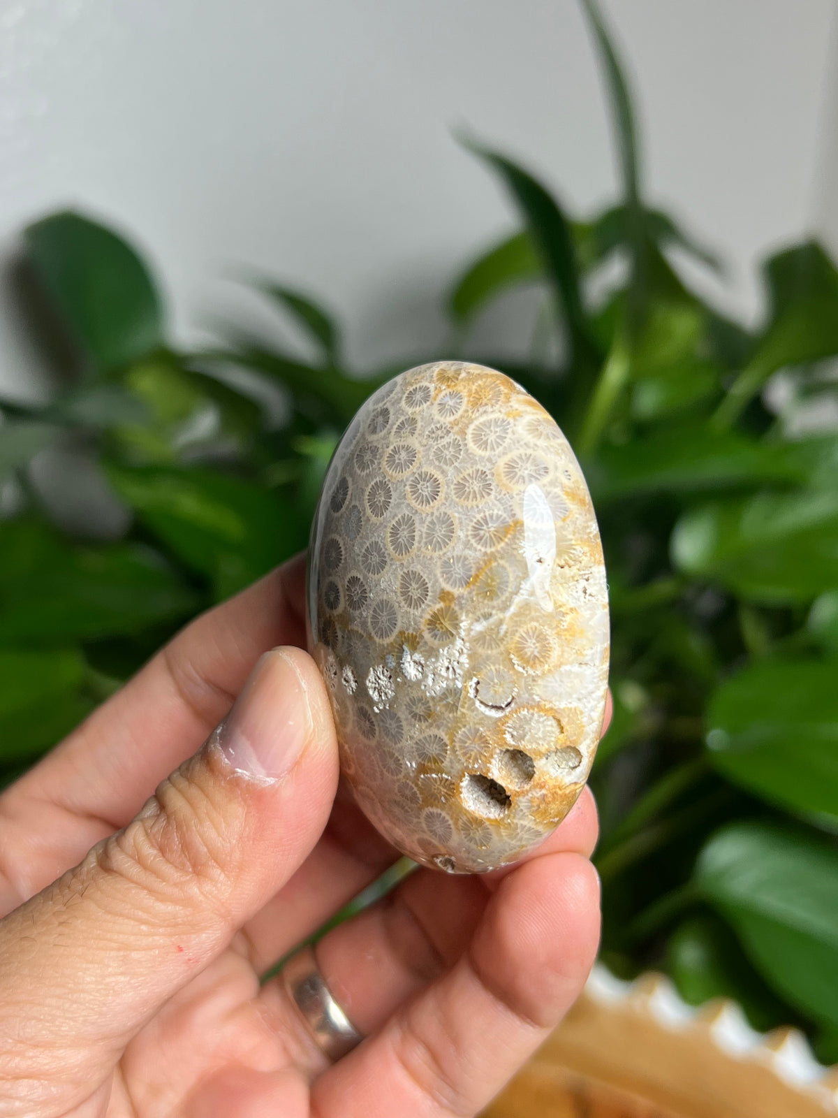 Fossil Coral Palmstone: AC