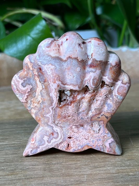 Crazy Lace Agate Shell