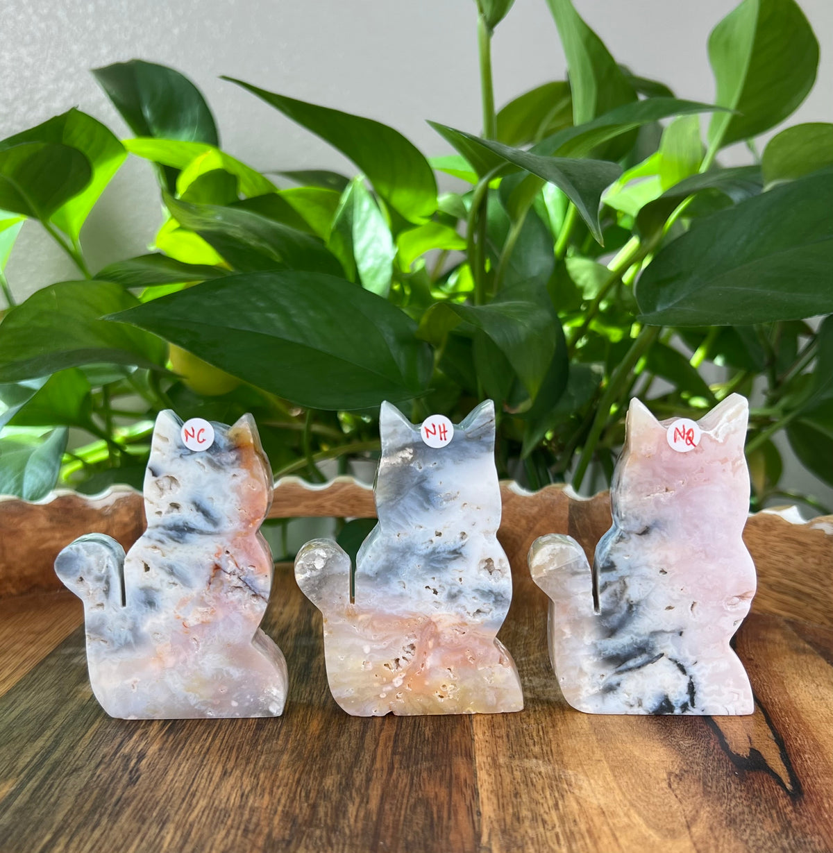Rainbow Plume Agate Cats