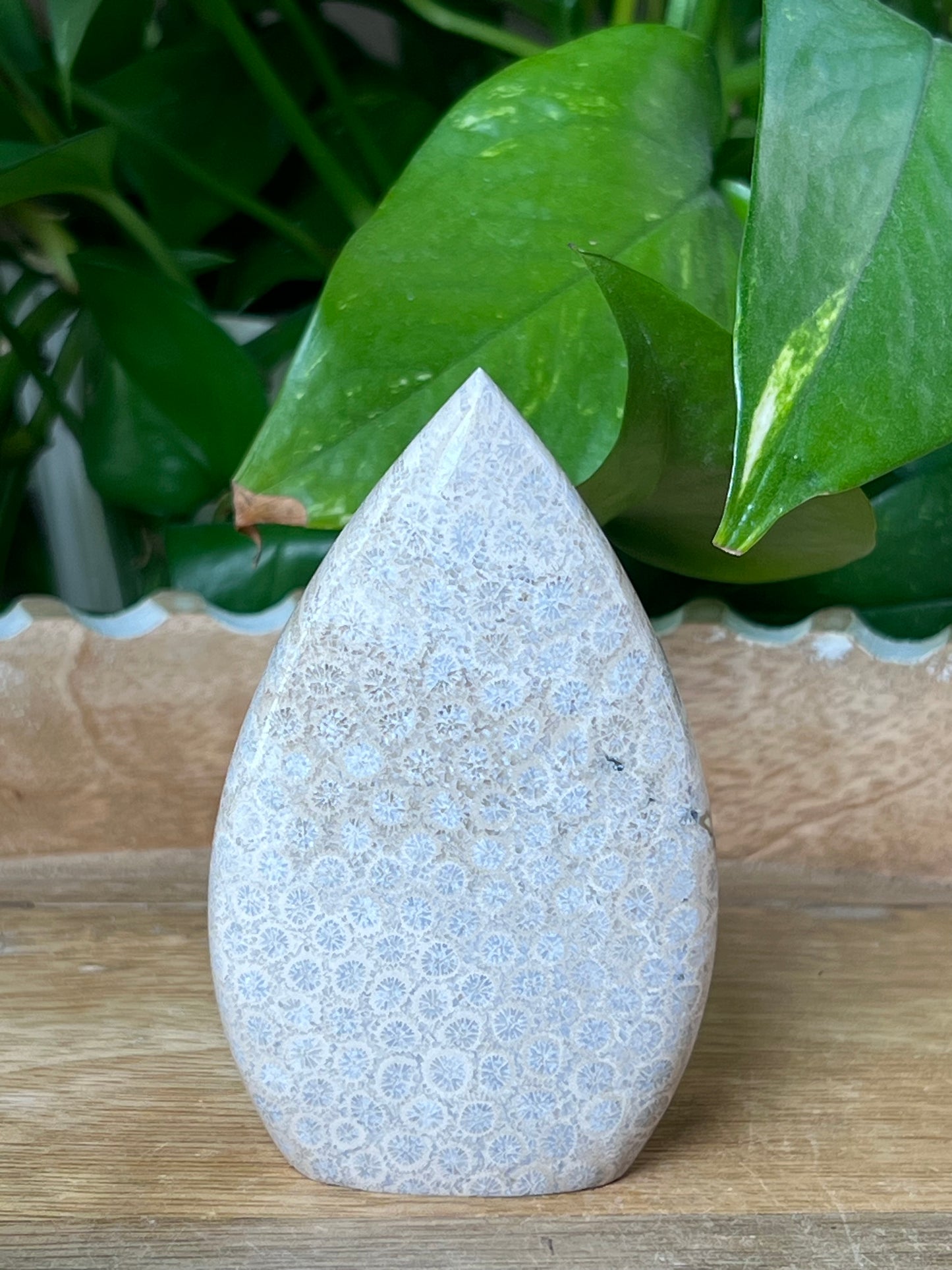 Fossil Coral Flame