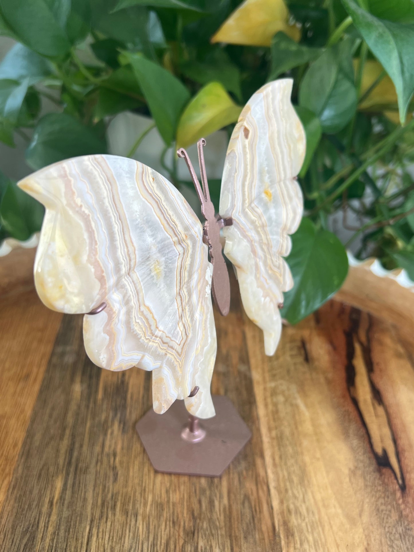 Yellow Crazy Lace Agate Wings Q