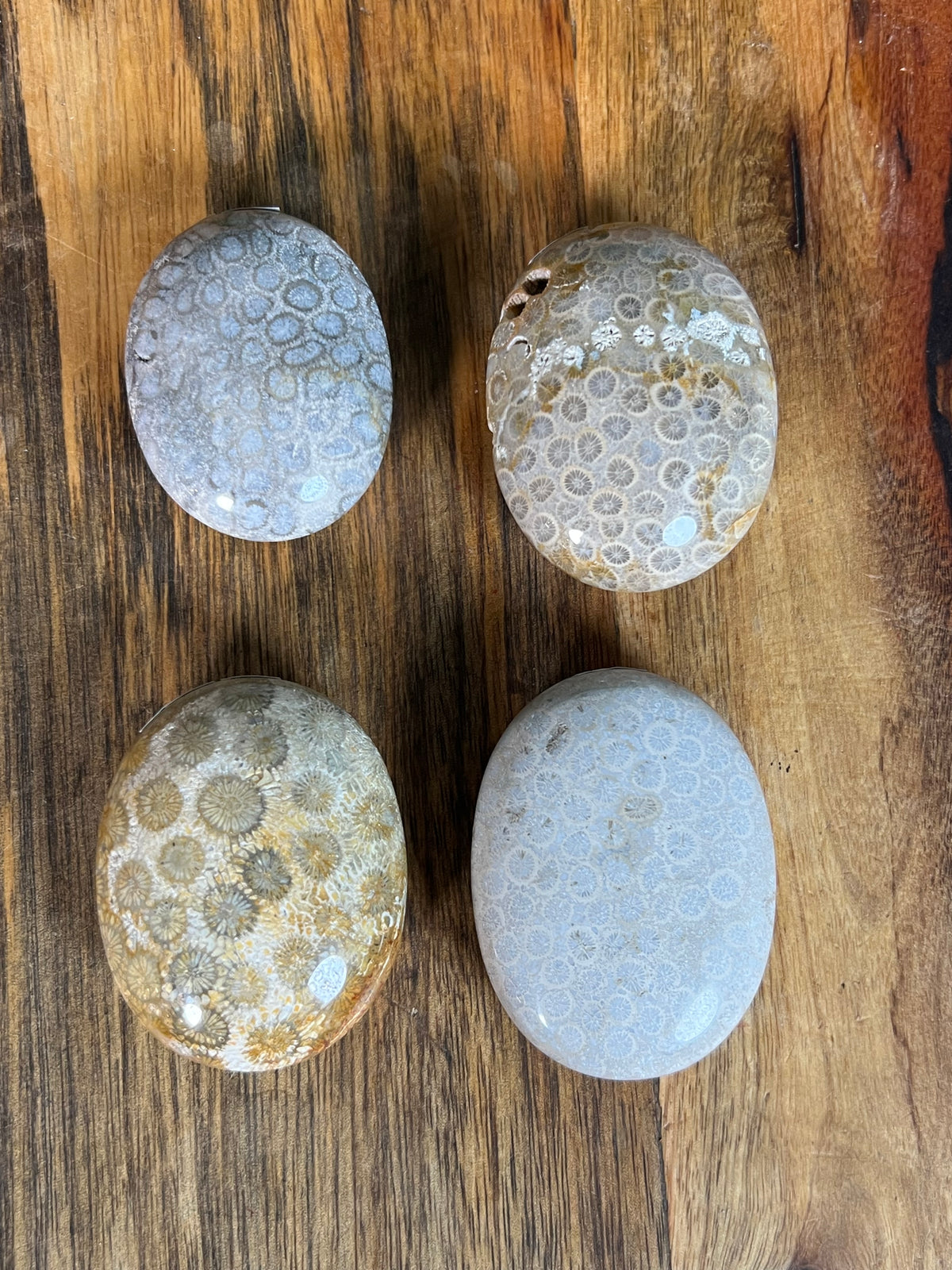 Fossil Coral Palmstones
