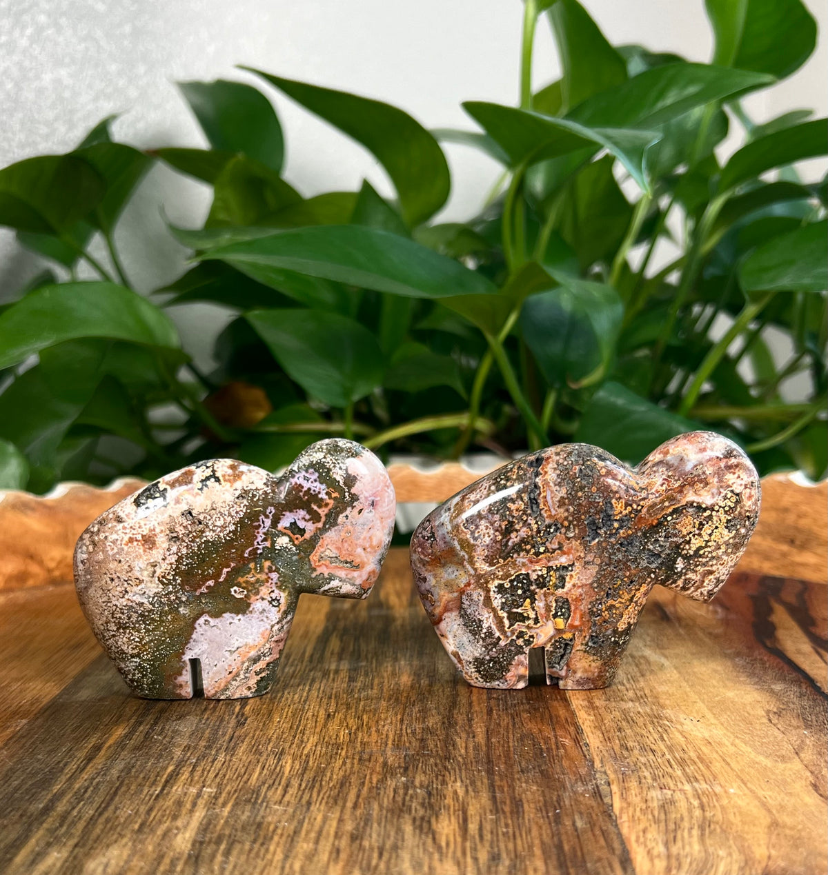 Sea Jasper Buffalos