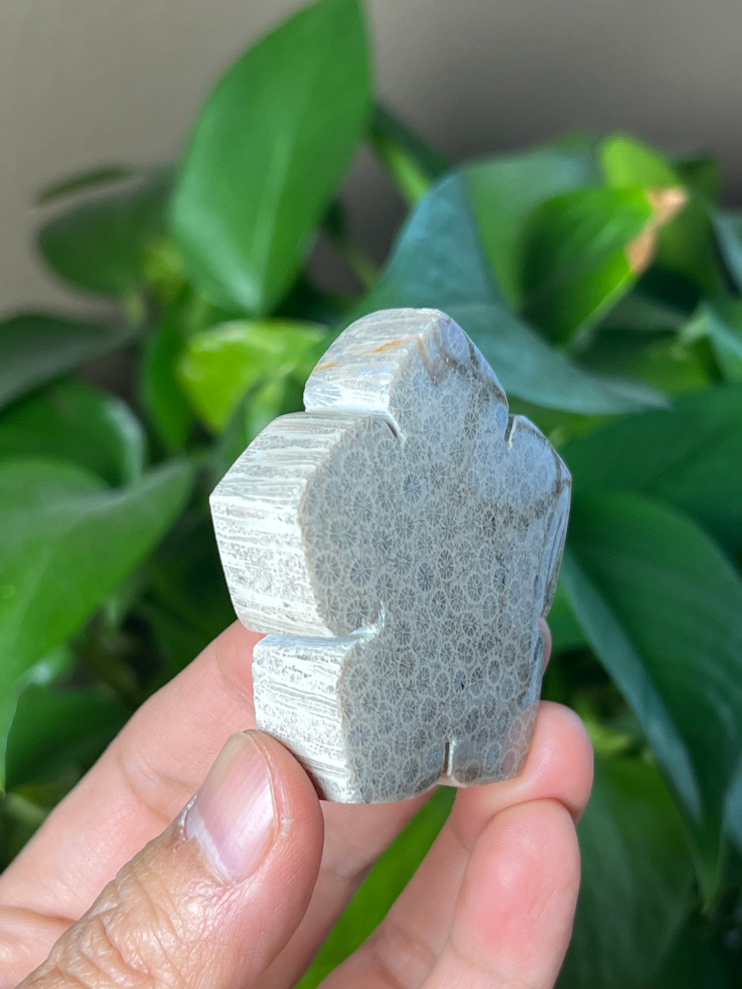 Fossil Coral Flower