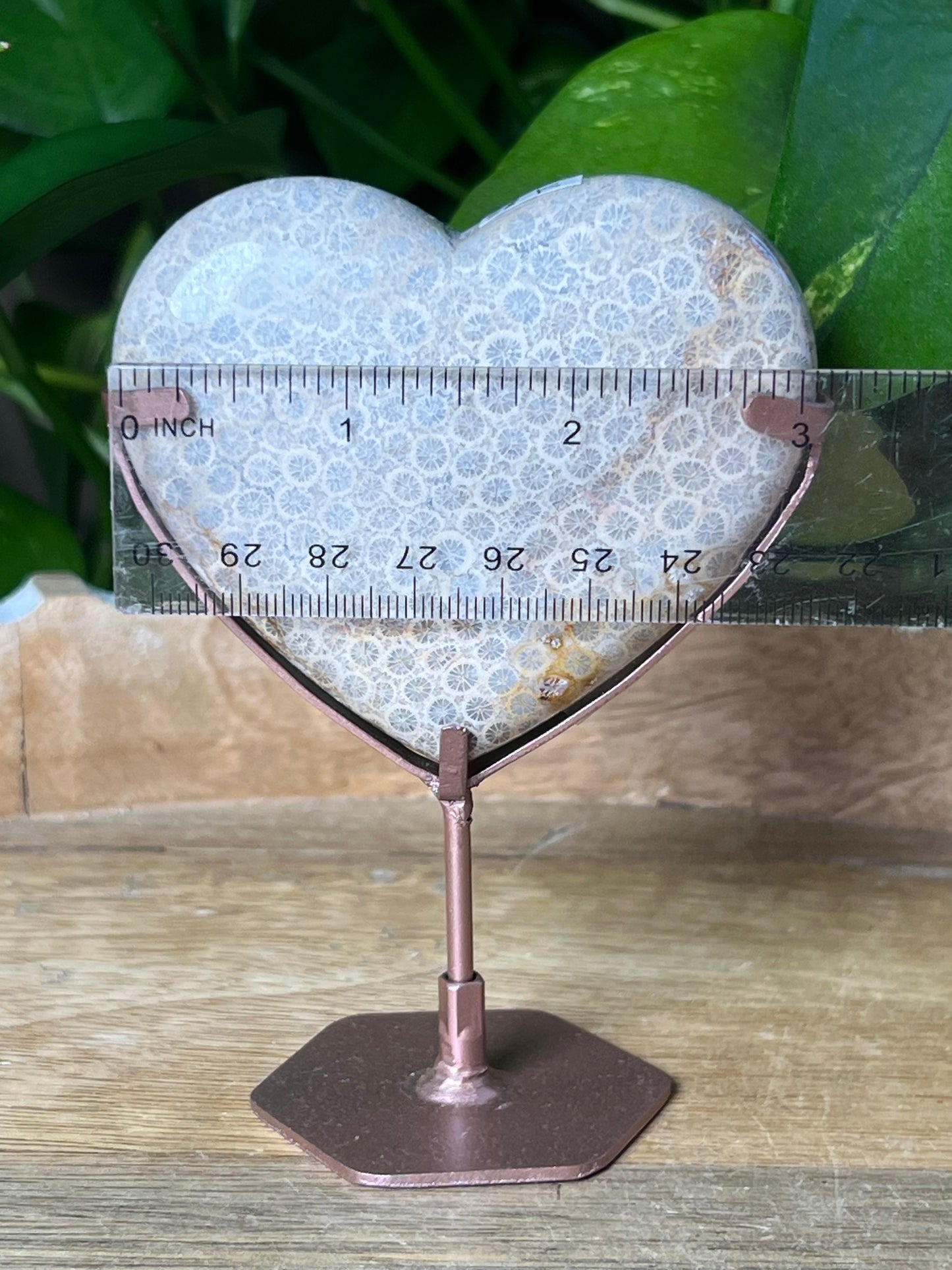 Fossil Coral Heart