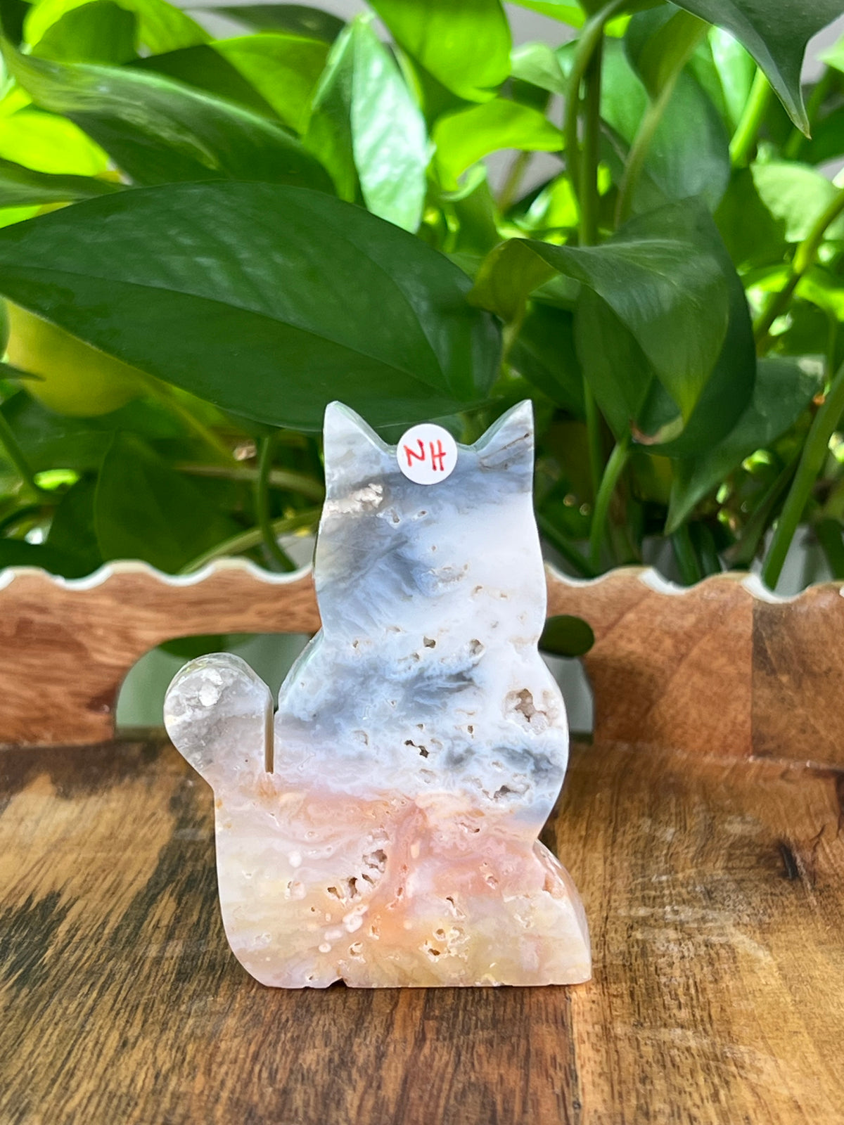 Rainbow Plume Agate Cats