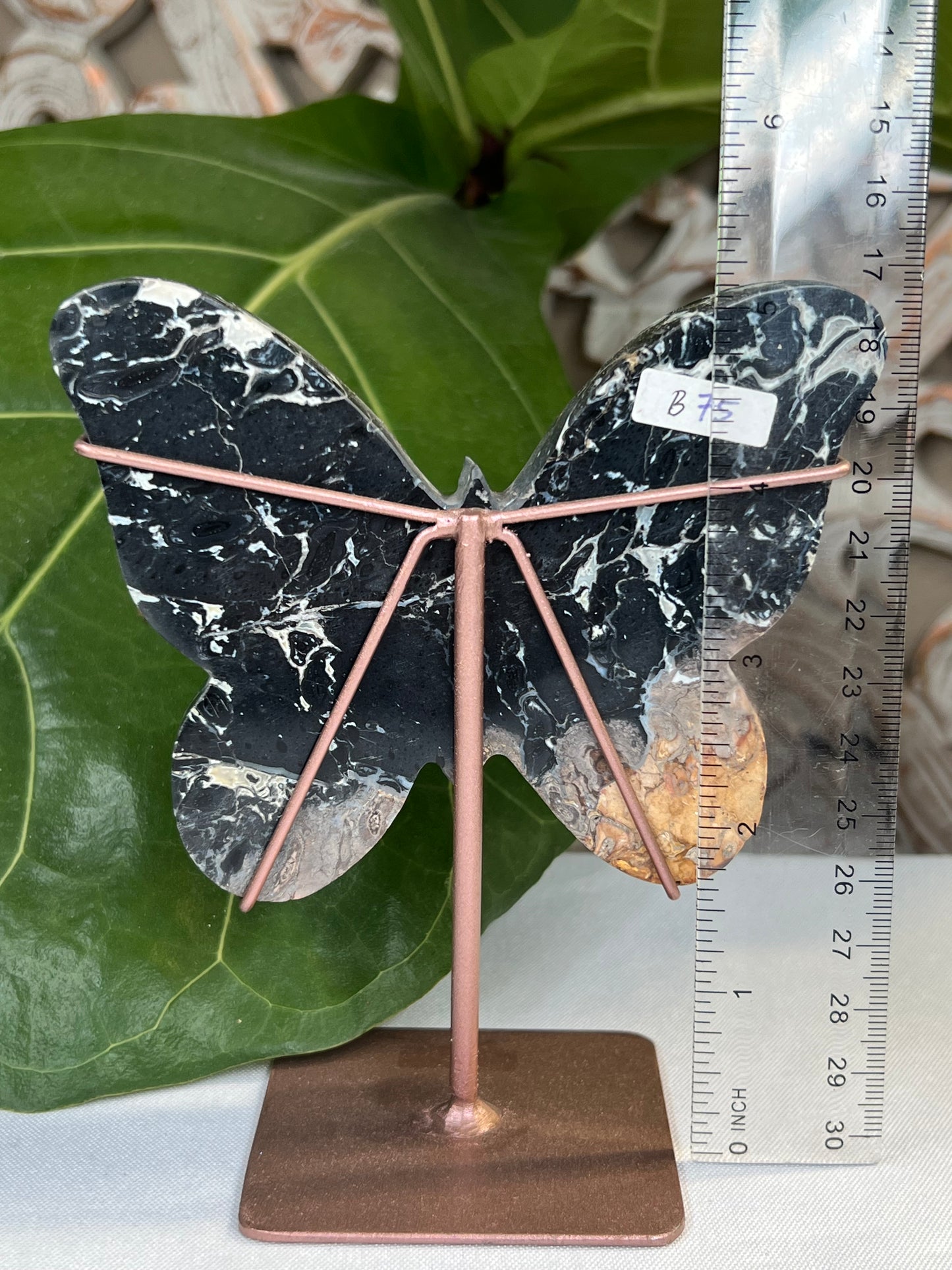Palm Root Butterfly