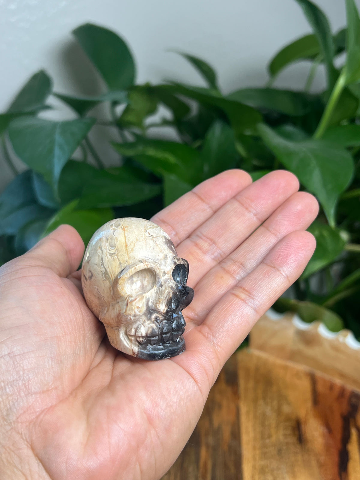 Palm Root Mini Skull: NX