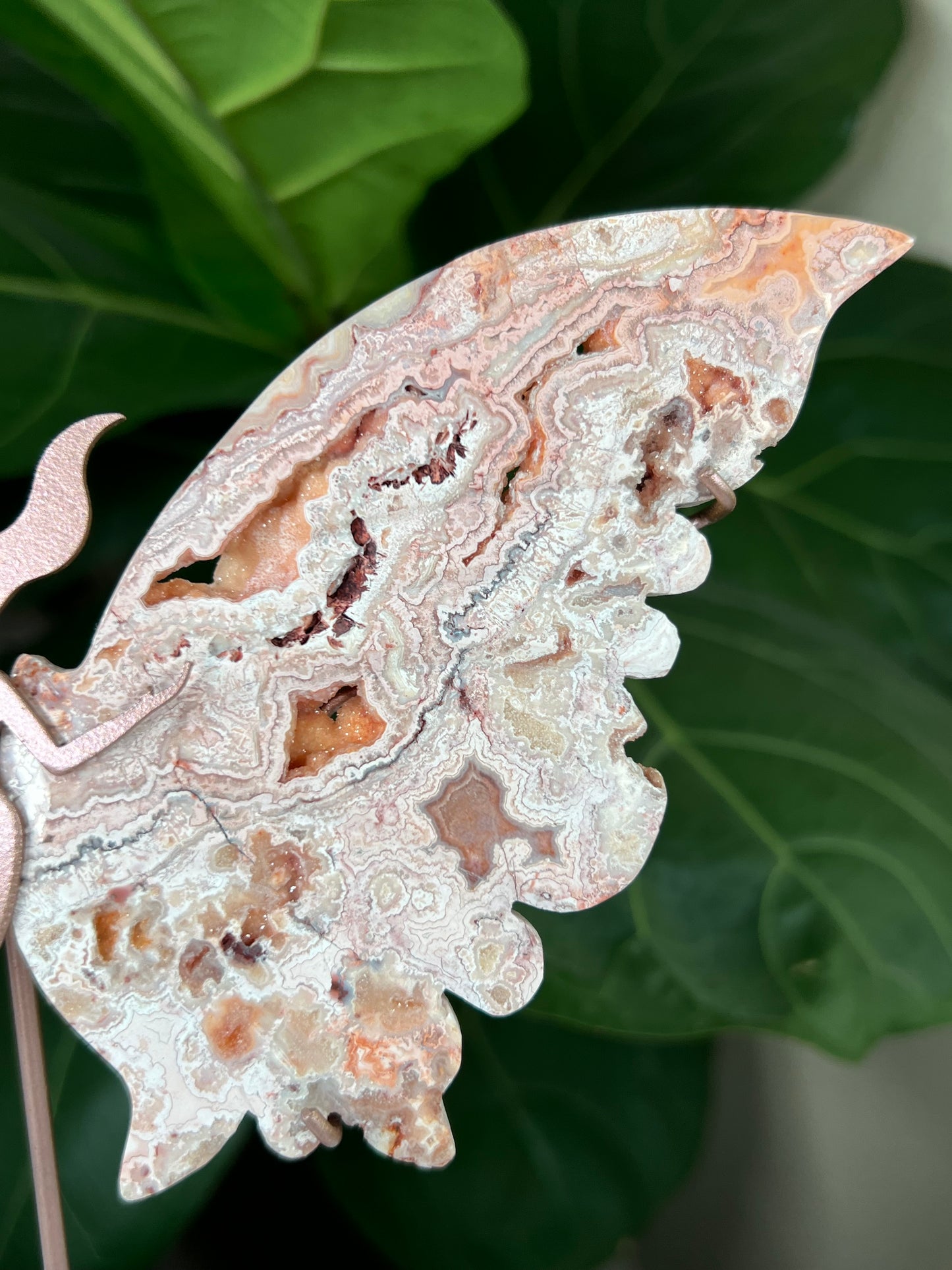 Crazy Lace Agate Wings