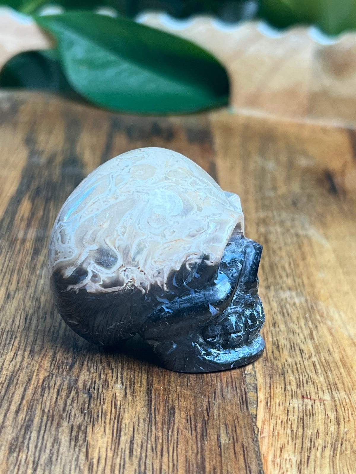 Palm Root Mini Skull: Ni