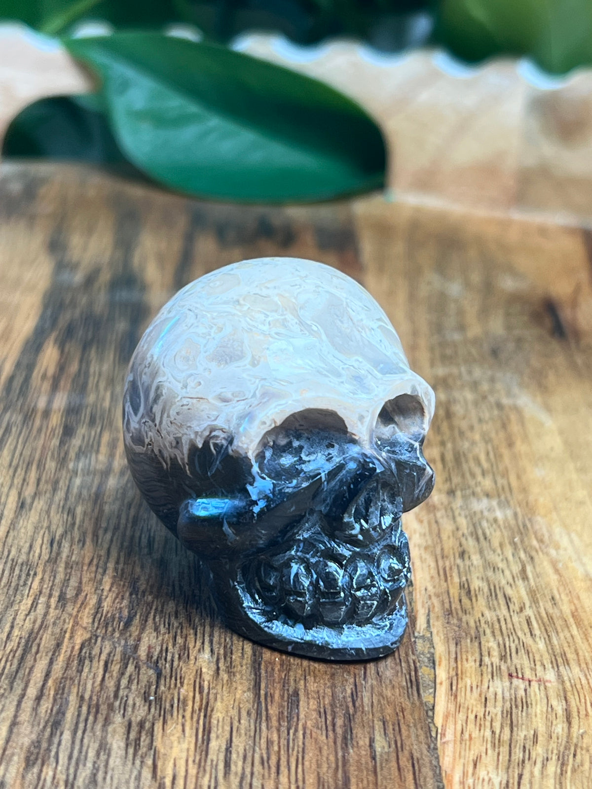 Palm Root Mini Skull: Ni