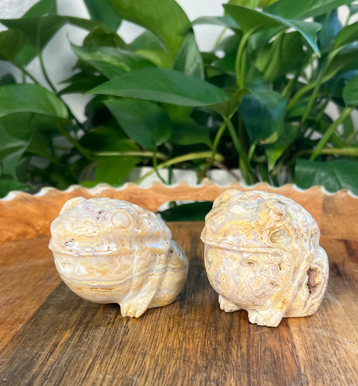 Yellow Crazy Lace Agate Frogs