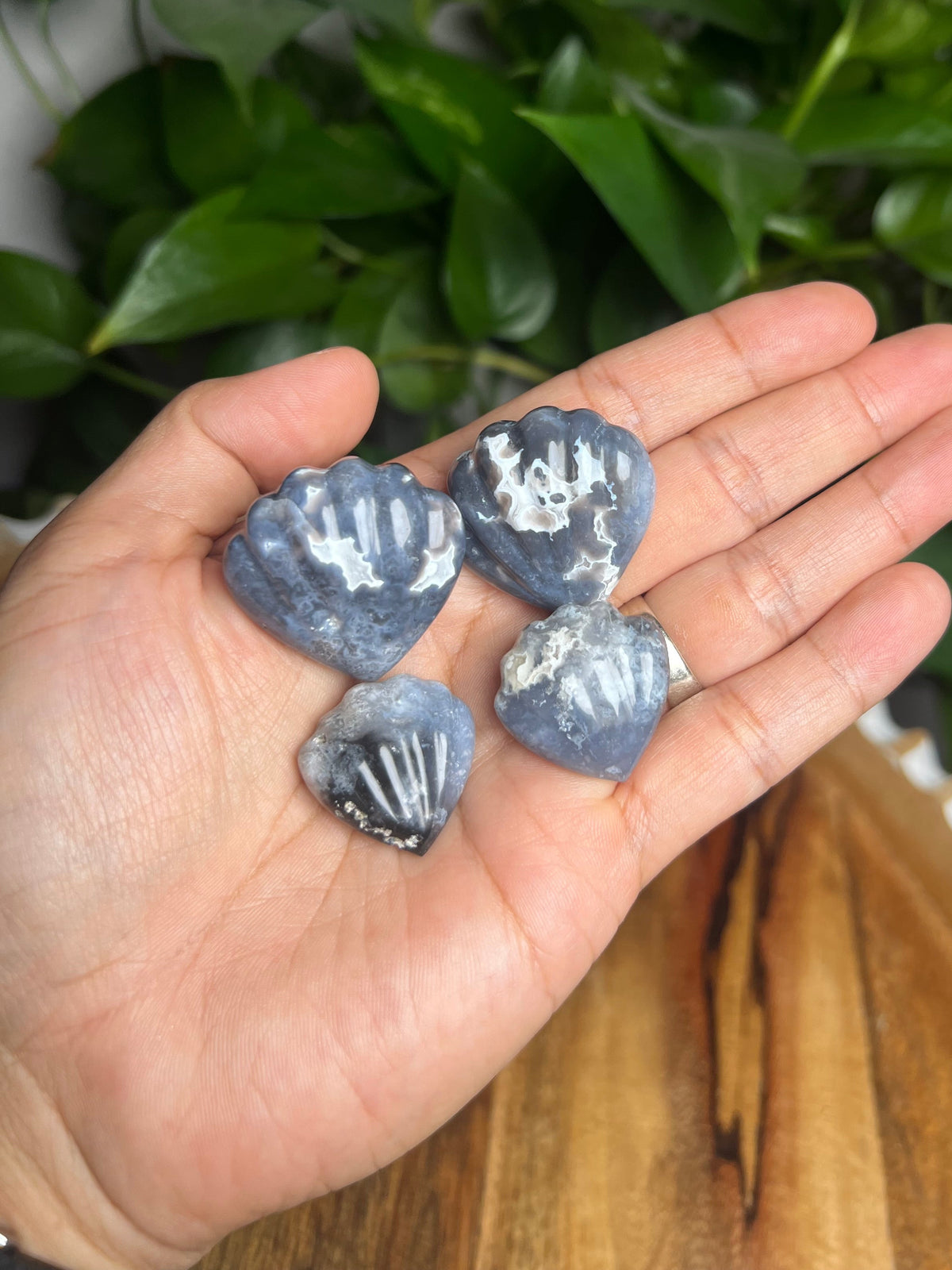 Blue Plume Agate Shells