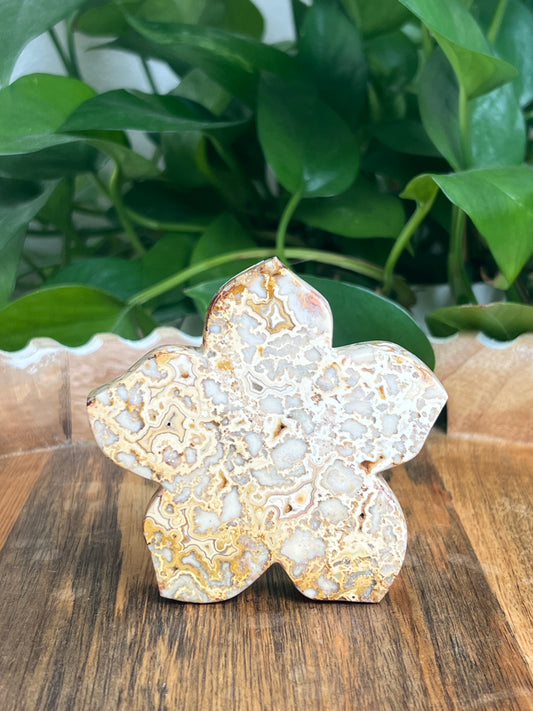 Crazy Lace Agate Flower: Ei