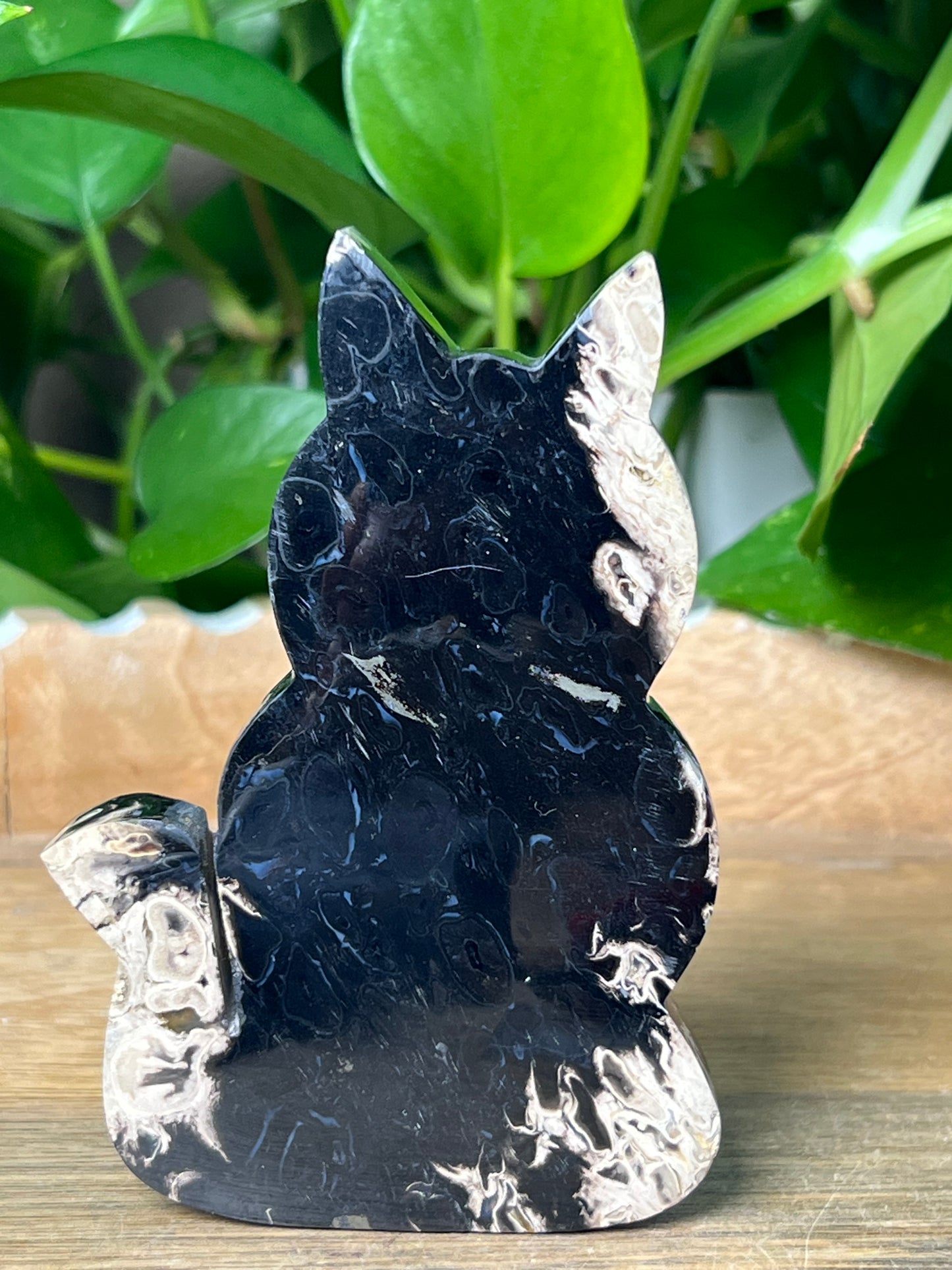 Palm Root Cat