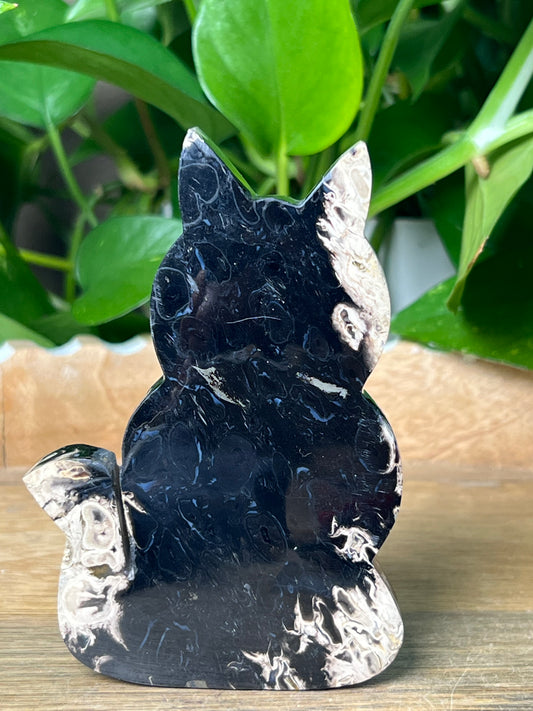 Palm Root Cat