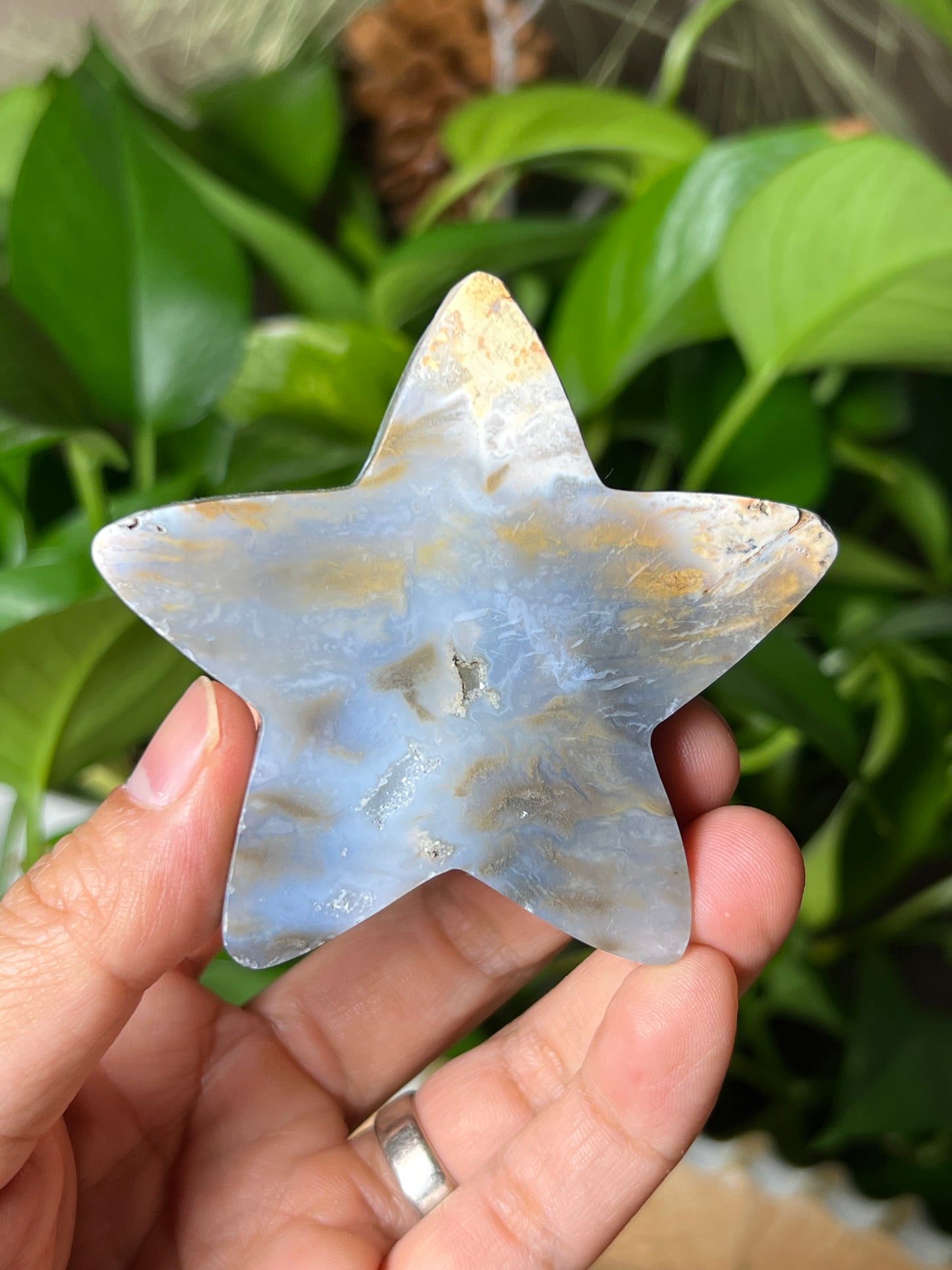 Dendritic Tiger Star