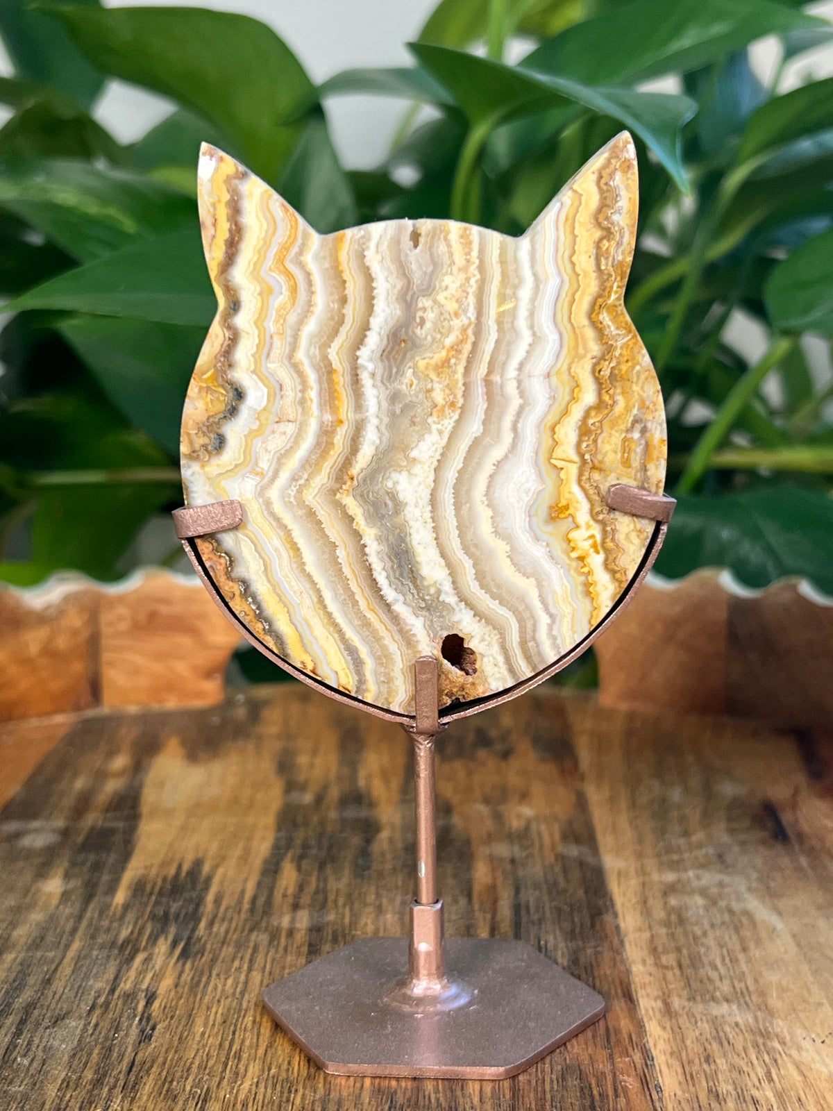 Yellow Crazy Lace Agate Cat Heads