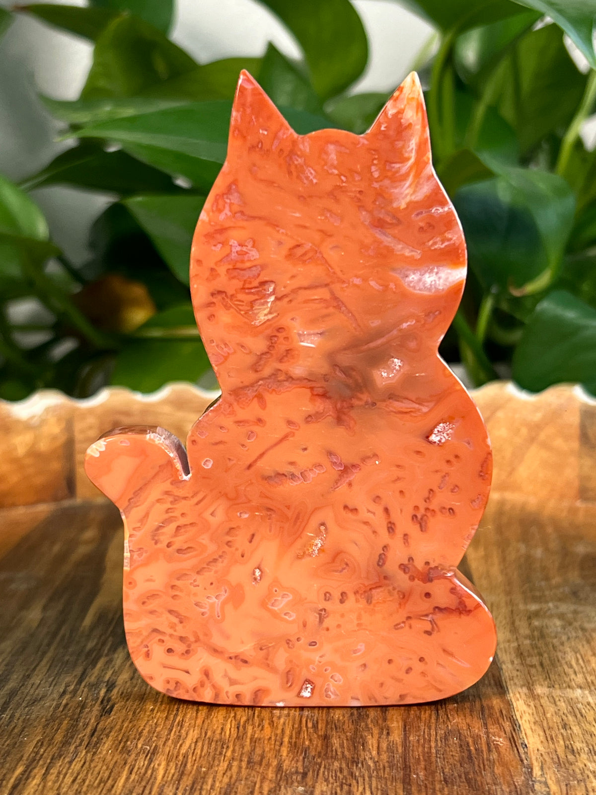 Carnelian Cats