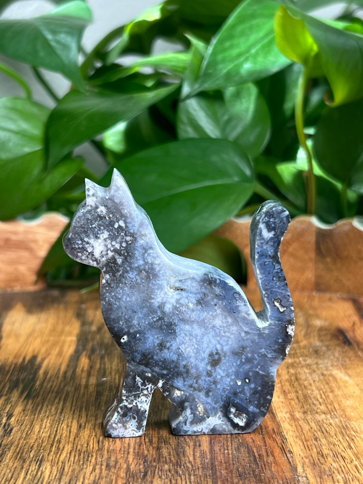 Blue Plume Agate Cat: LF
