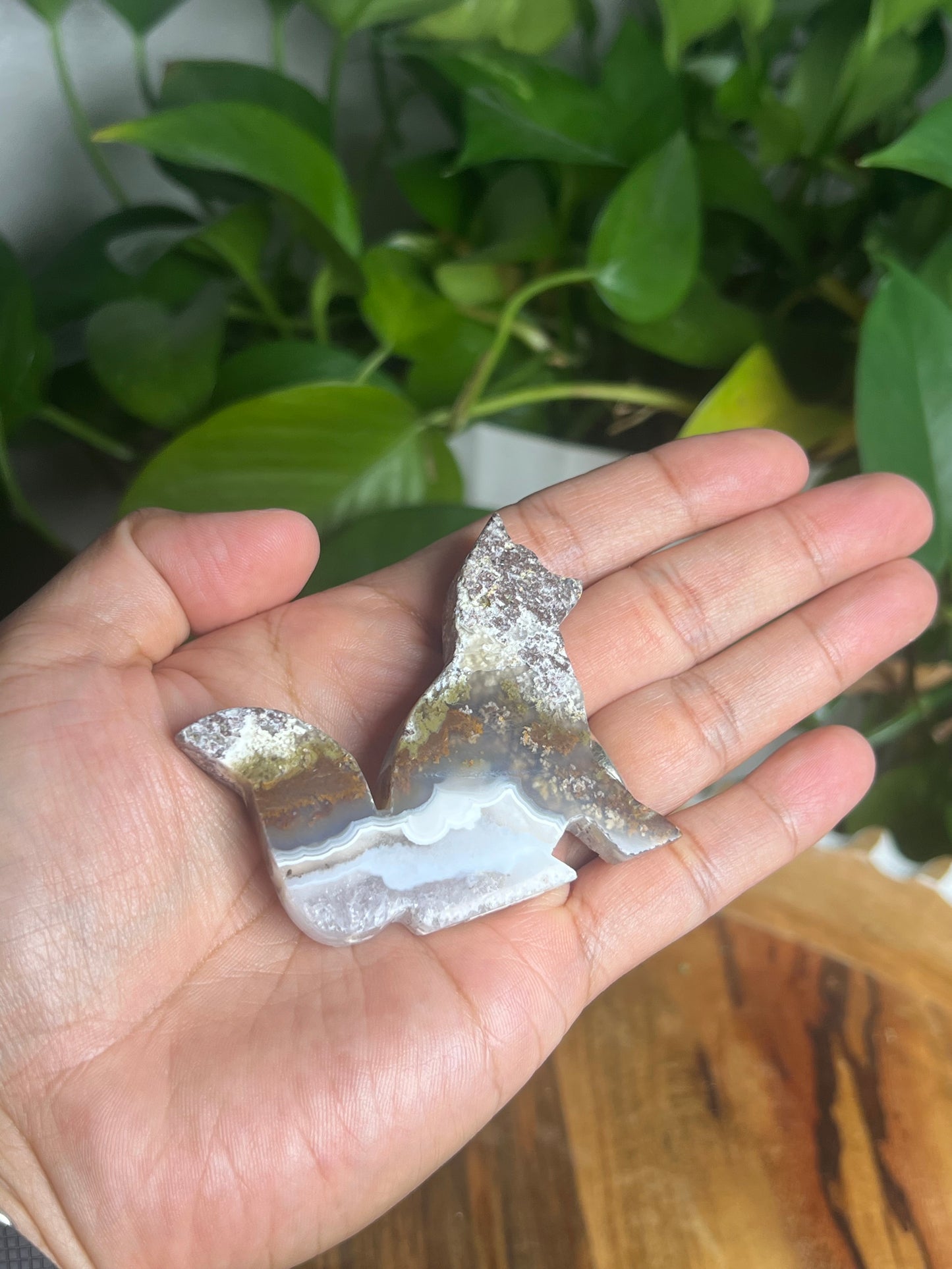 Scenic Moss Agate Fox PV