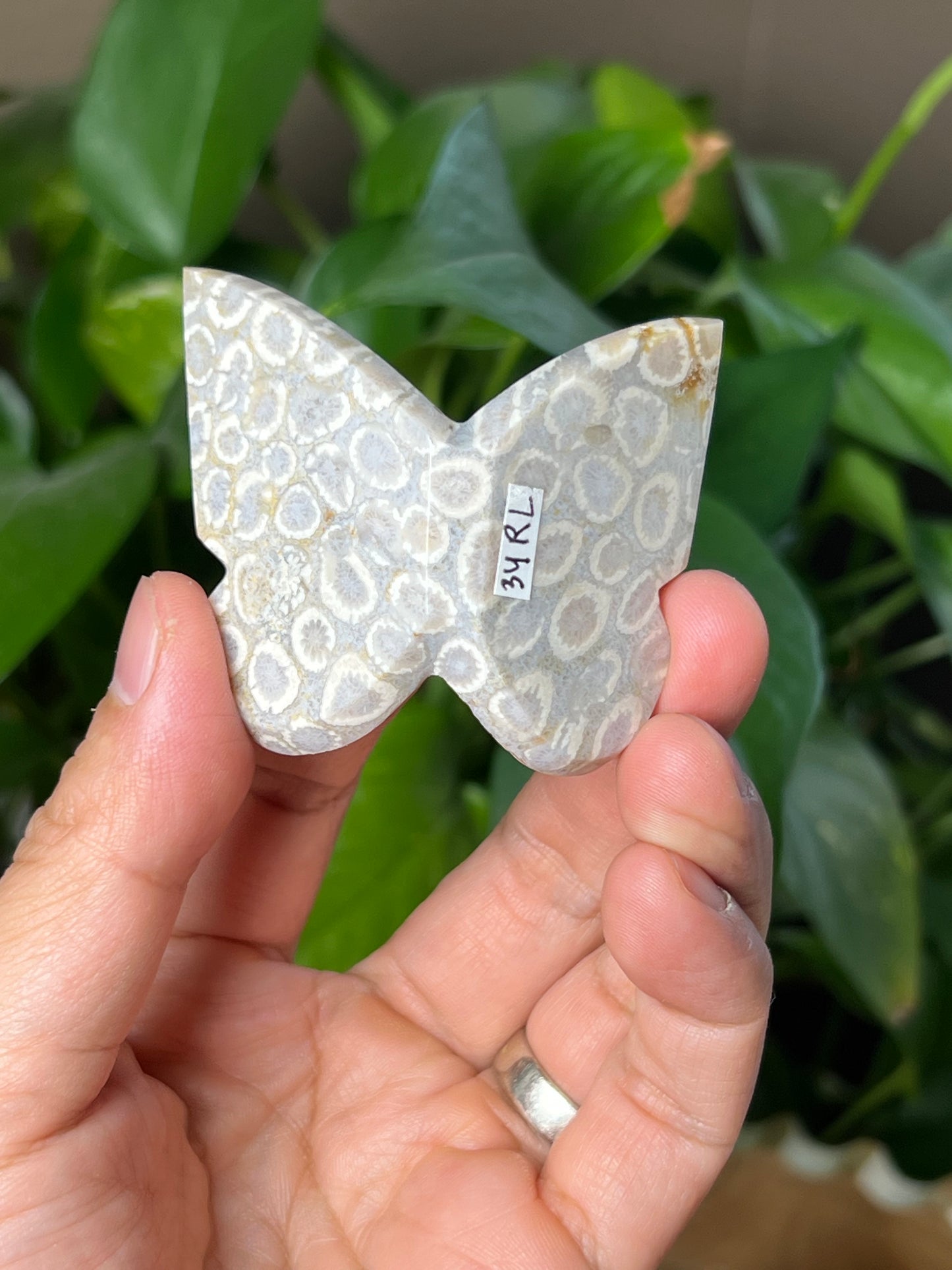 Fossil Coral 3D Butterfly