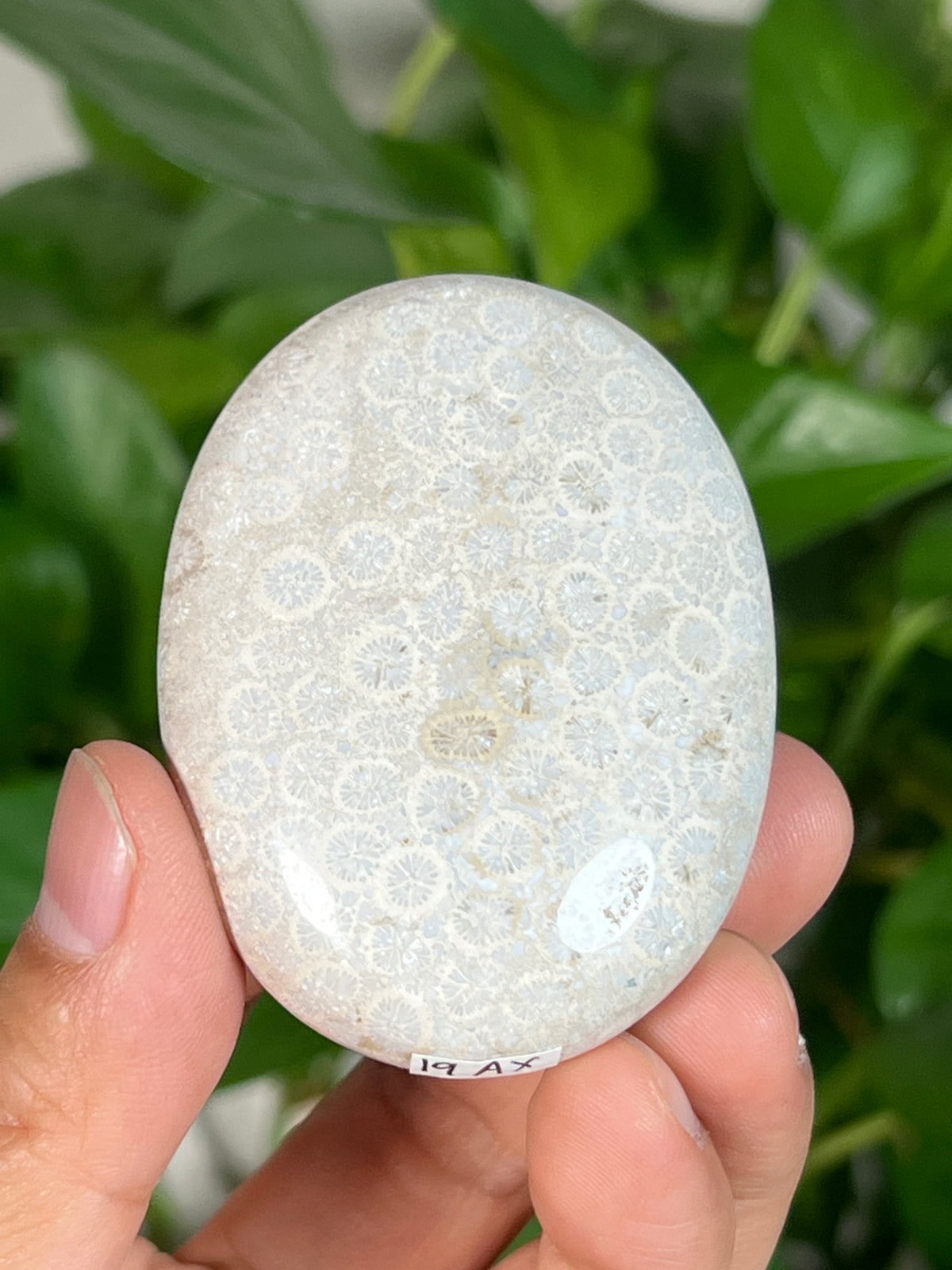 Fossil Coral Palmstones
