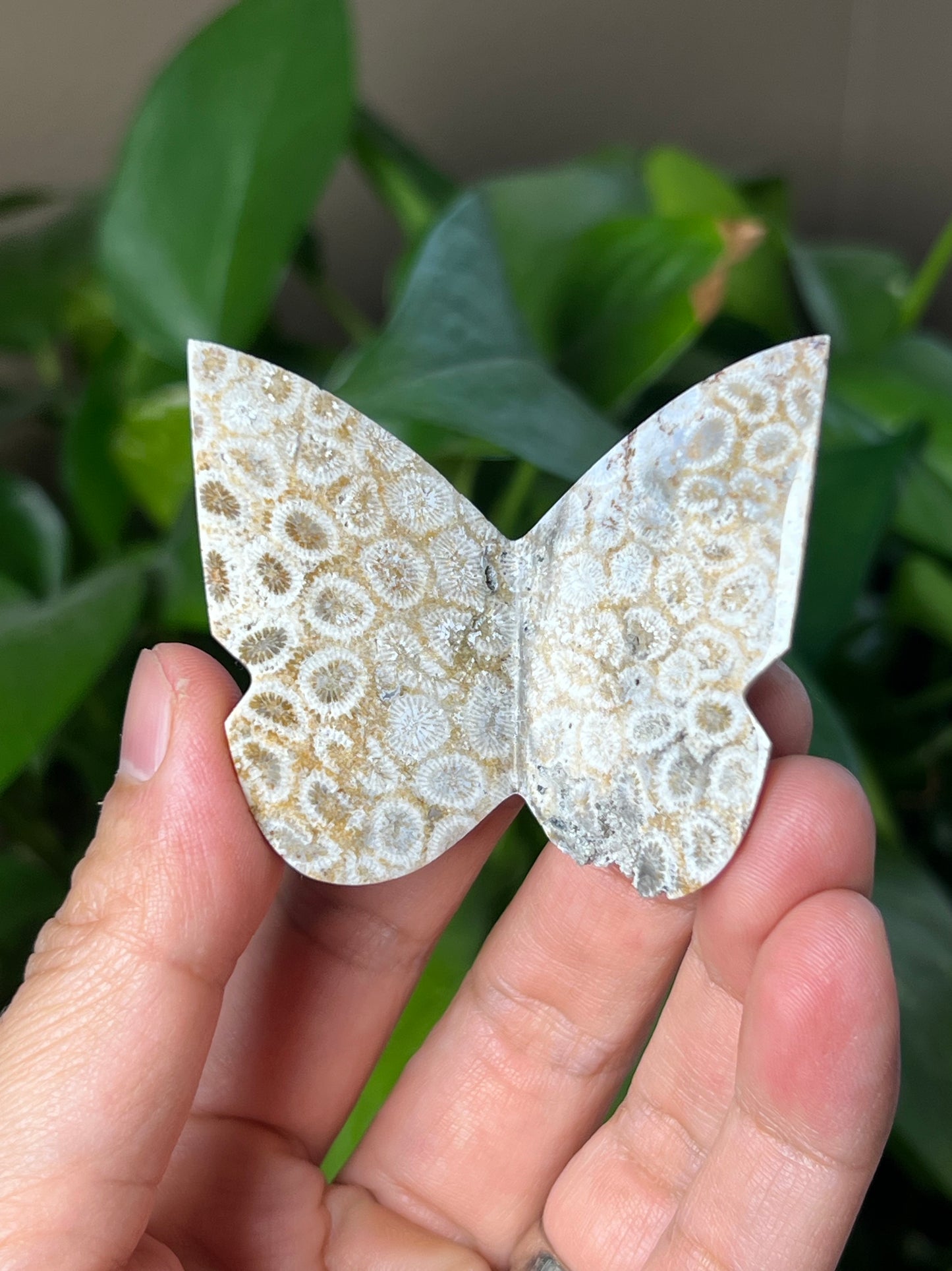 Fossil Coral 3D Butterfly